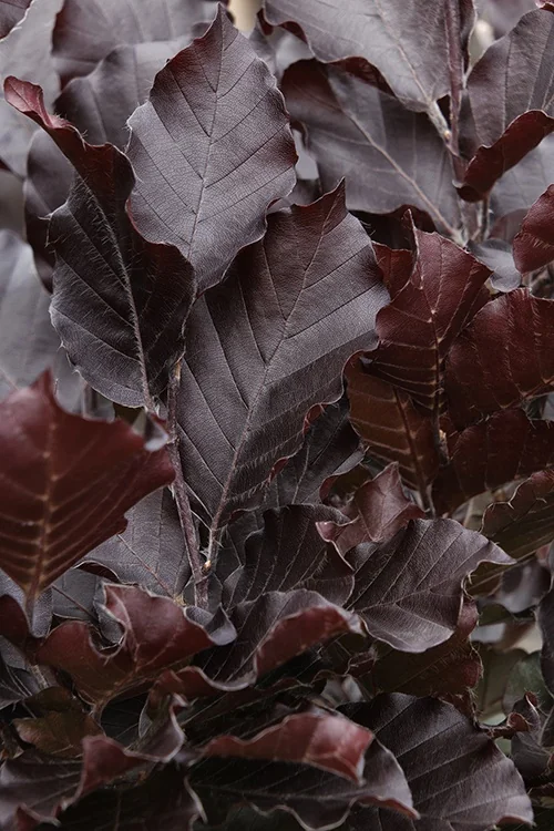 Red Obelisk European Beech