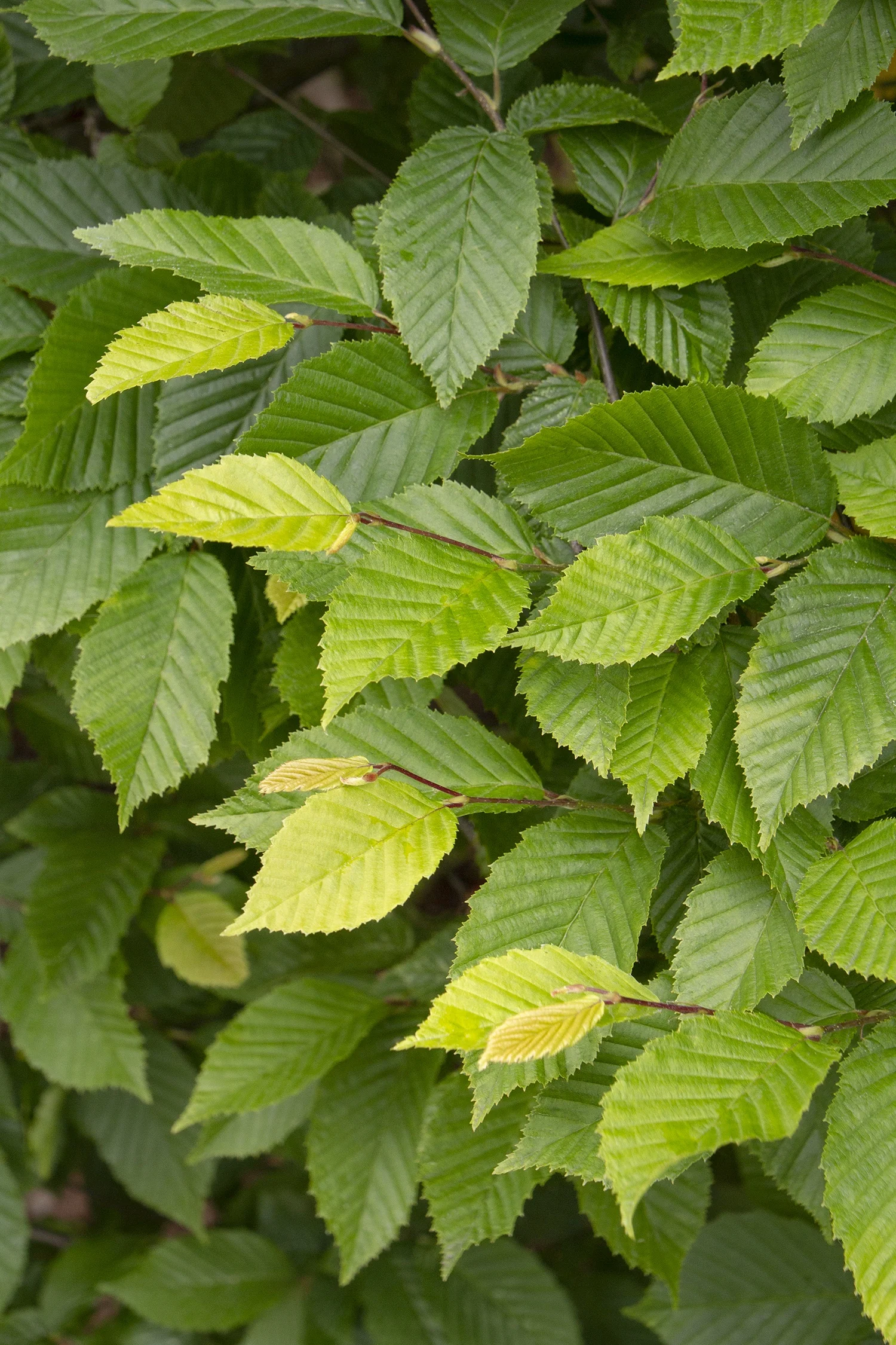 Pyramidal European Hornbeam