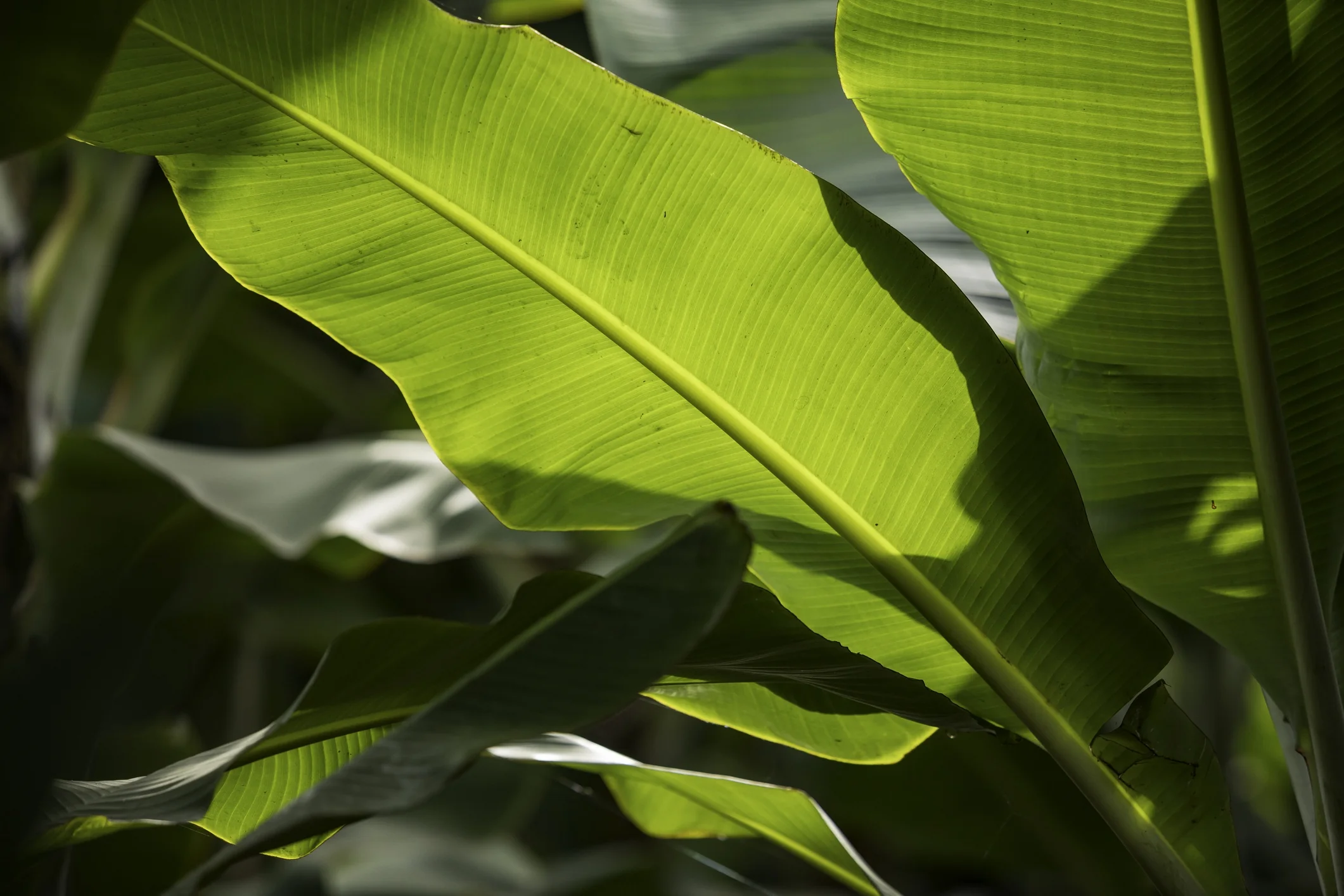 Super Dwarf™ Banana