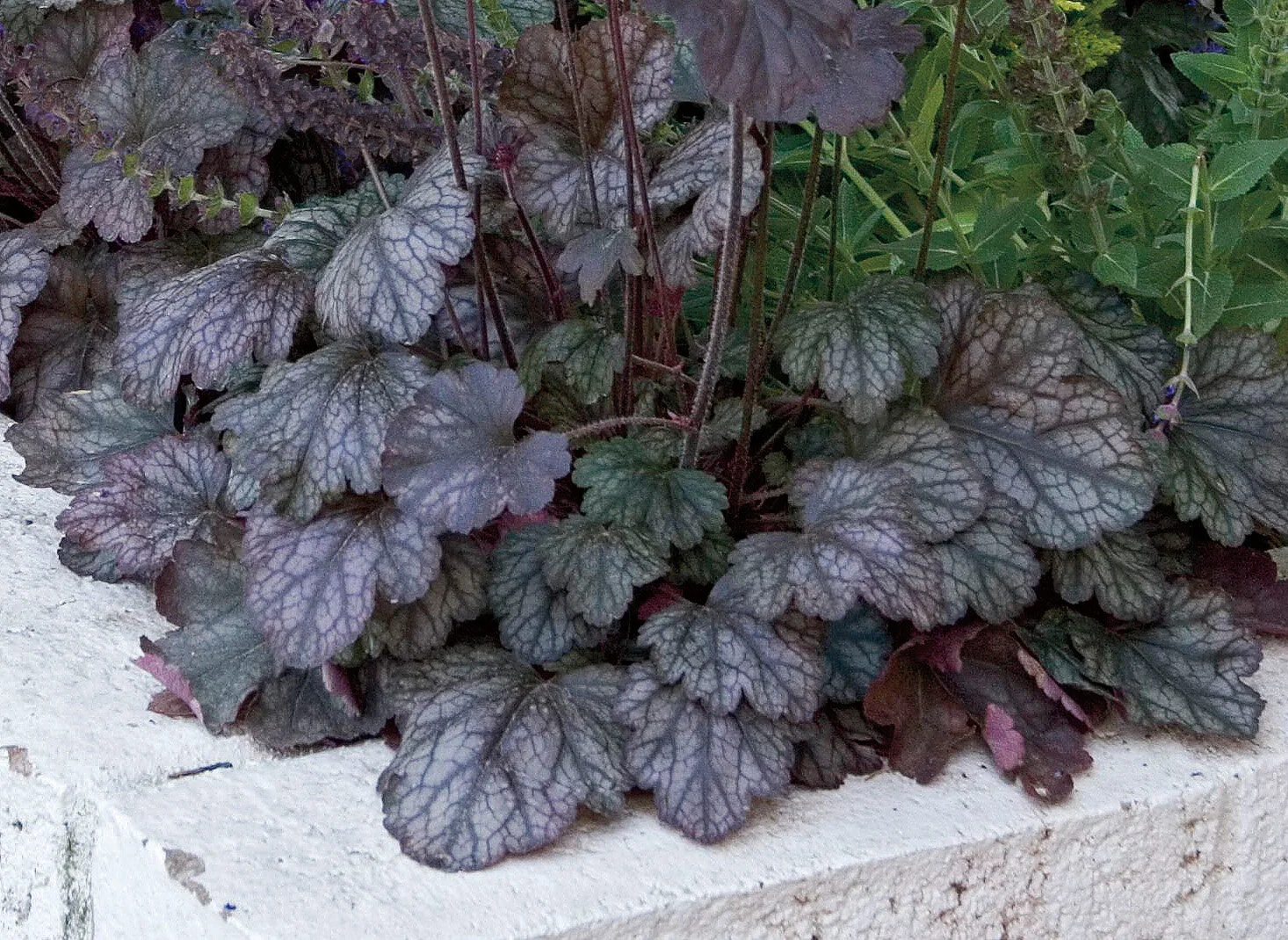 Silver Scrolls Heuchera