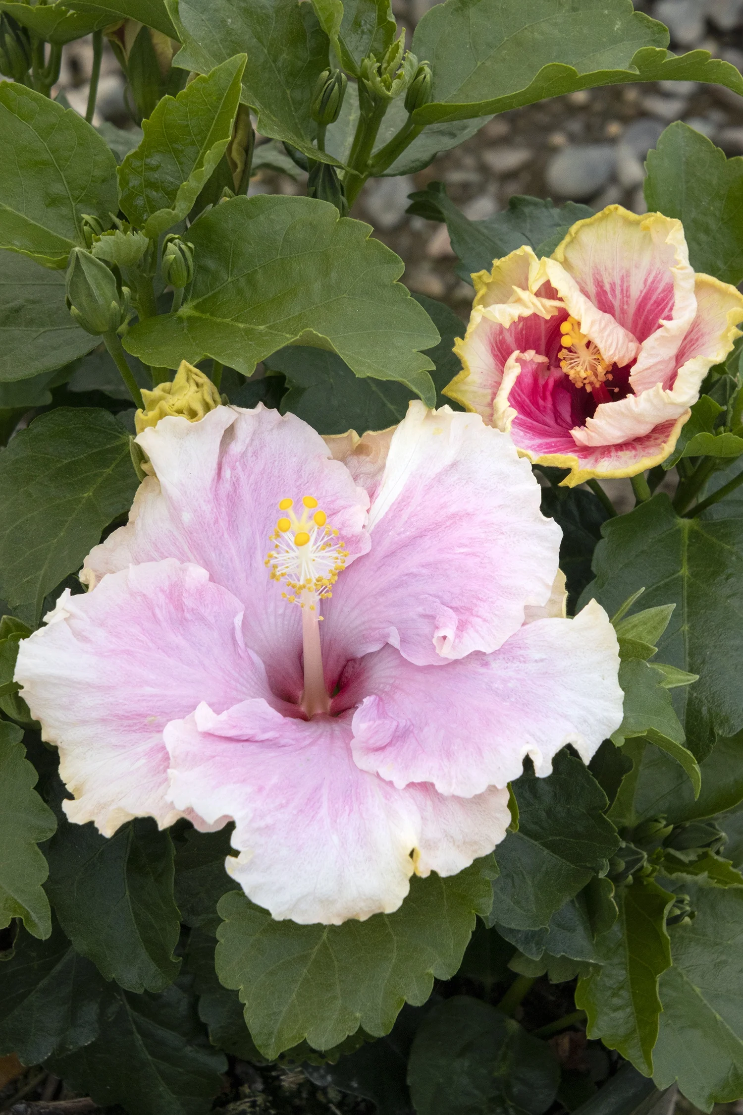 C'est Bon Cajun Hibiscus