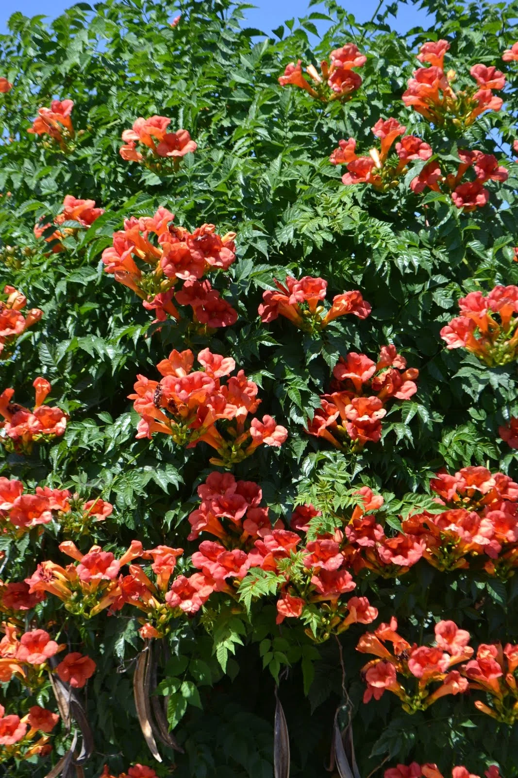 Balboa Sunset® Trumpet Vine