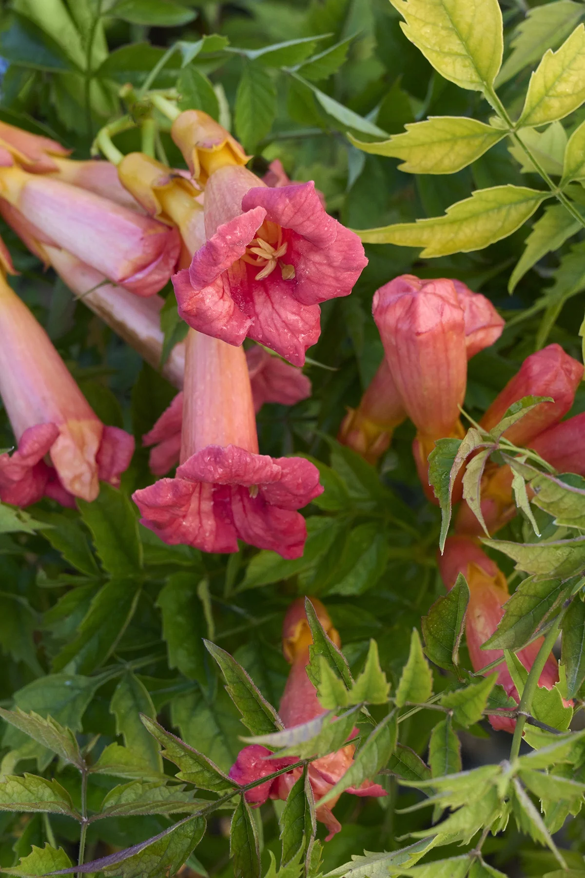 Balboa Sunset® Trumpet Vine