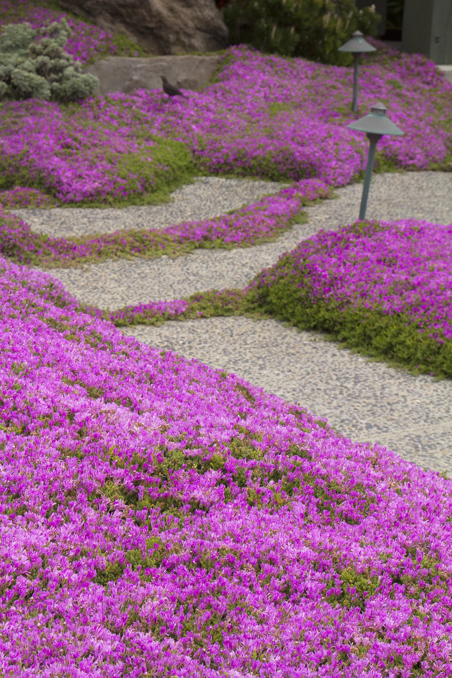 Hardy Ice Plant