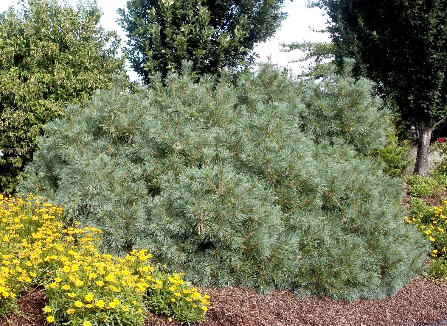 Dwarf Eastern White Pine 1 Dwarf Eastern White Pine