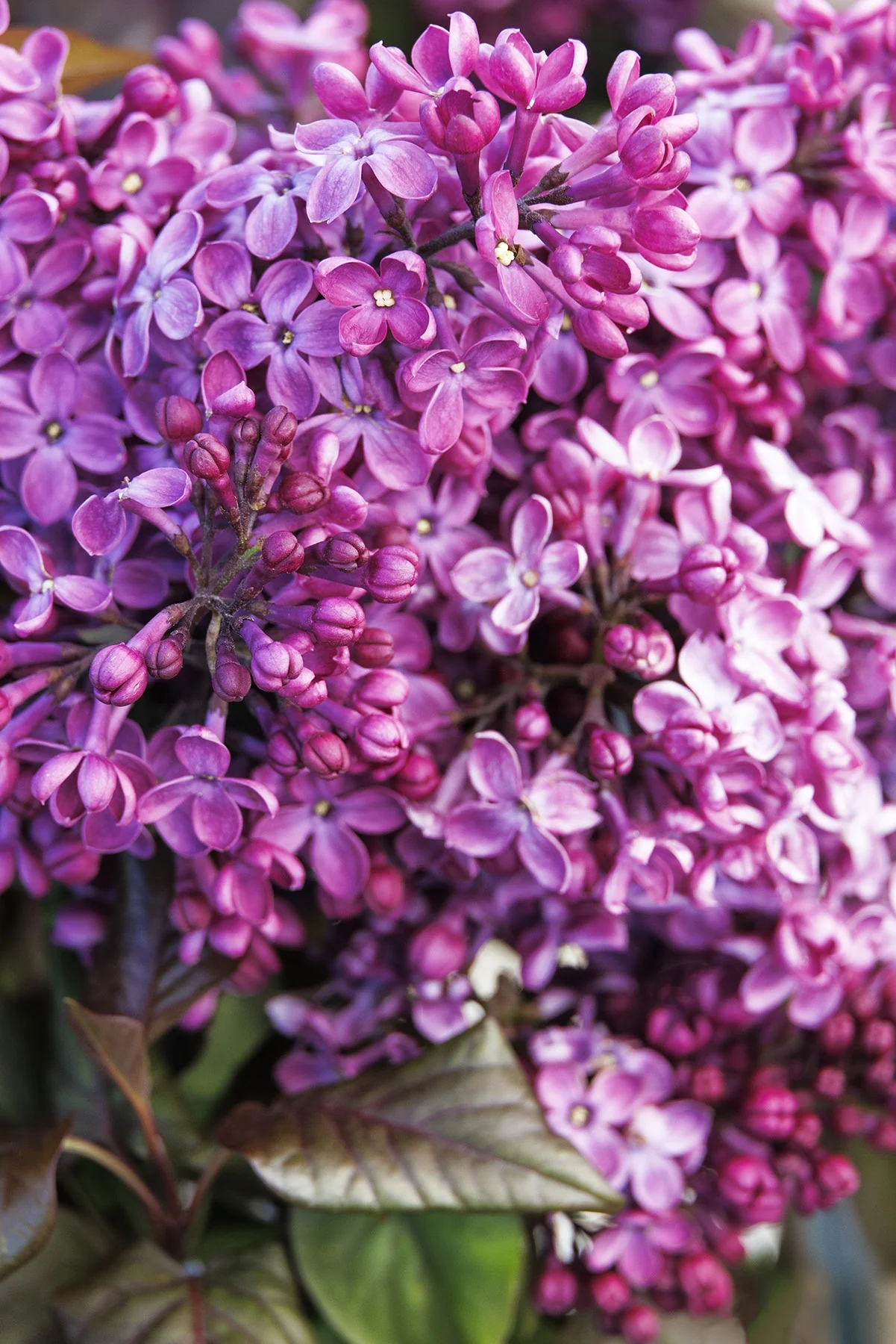 Old Glory Lilac