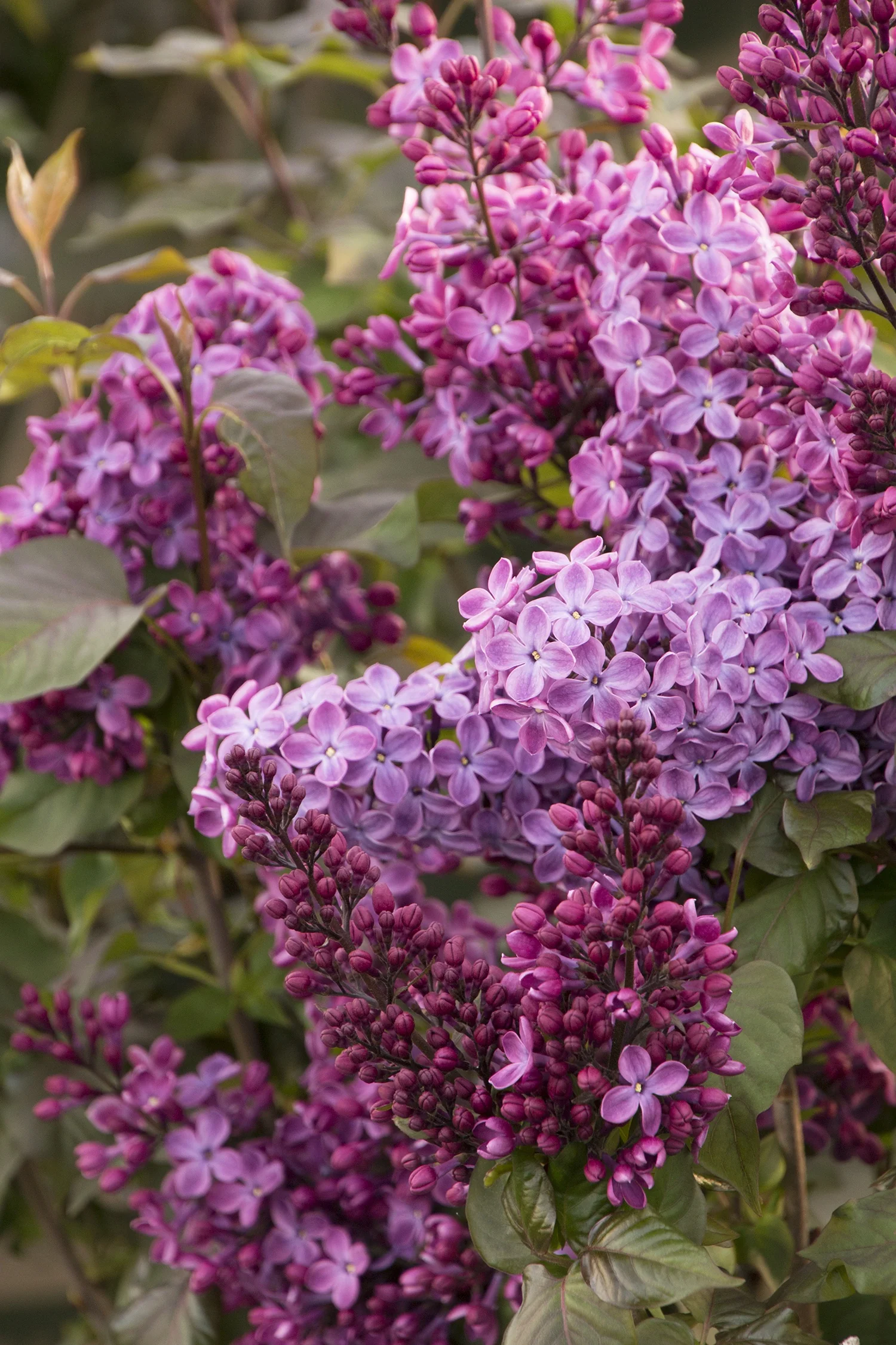 Old Glory Lilac 2 Old Glory Lilac