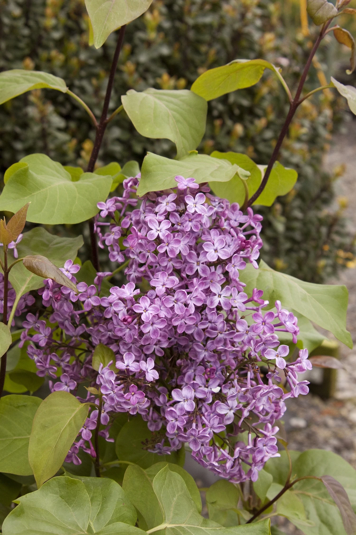 Old Glory Lilac 3 Old Glory Lilac