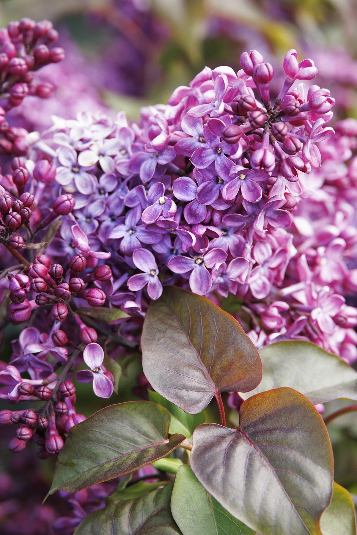 Old Glory Lilac 4 Old Glory Lilac