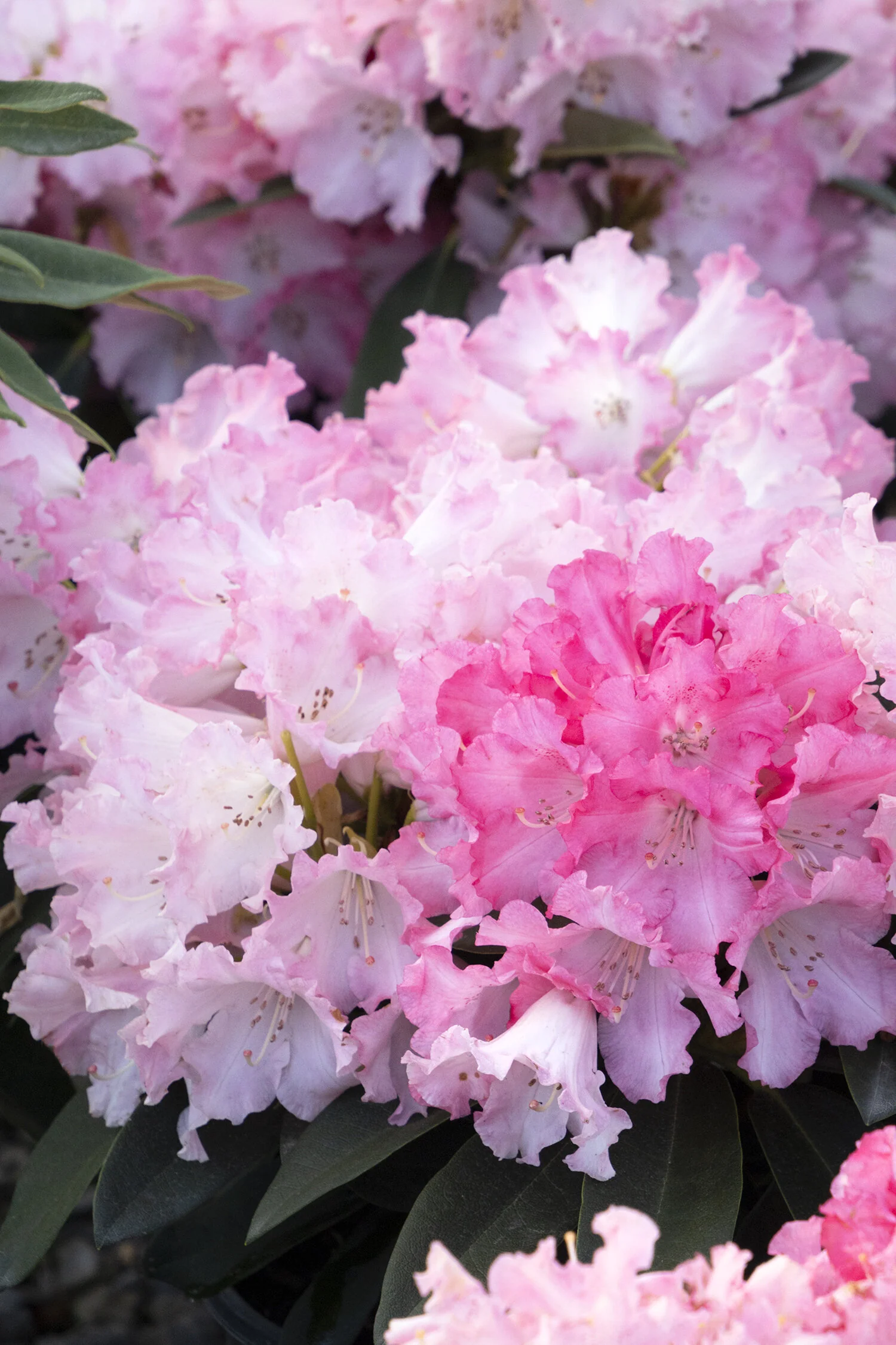 Solidarity Rhododendron 4 Solidarity Rhododendron