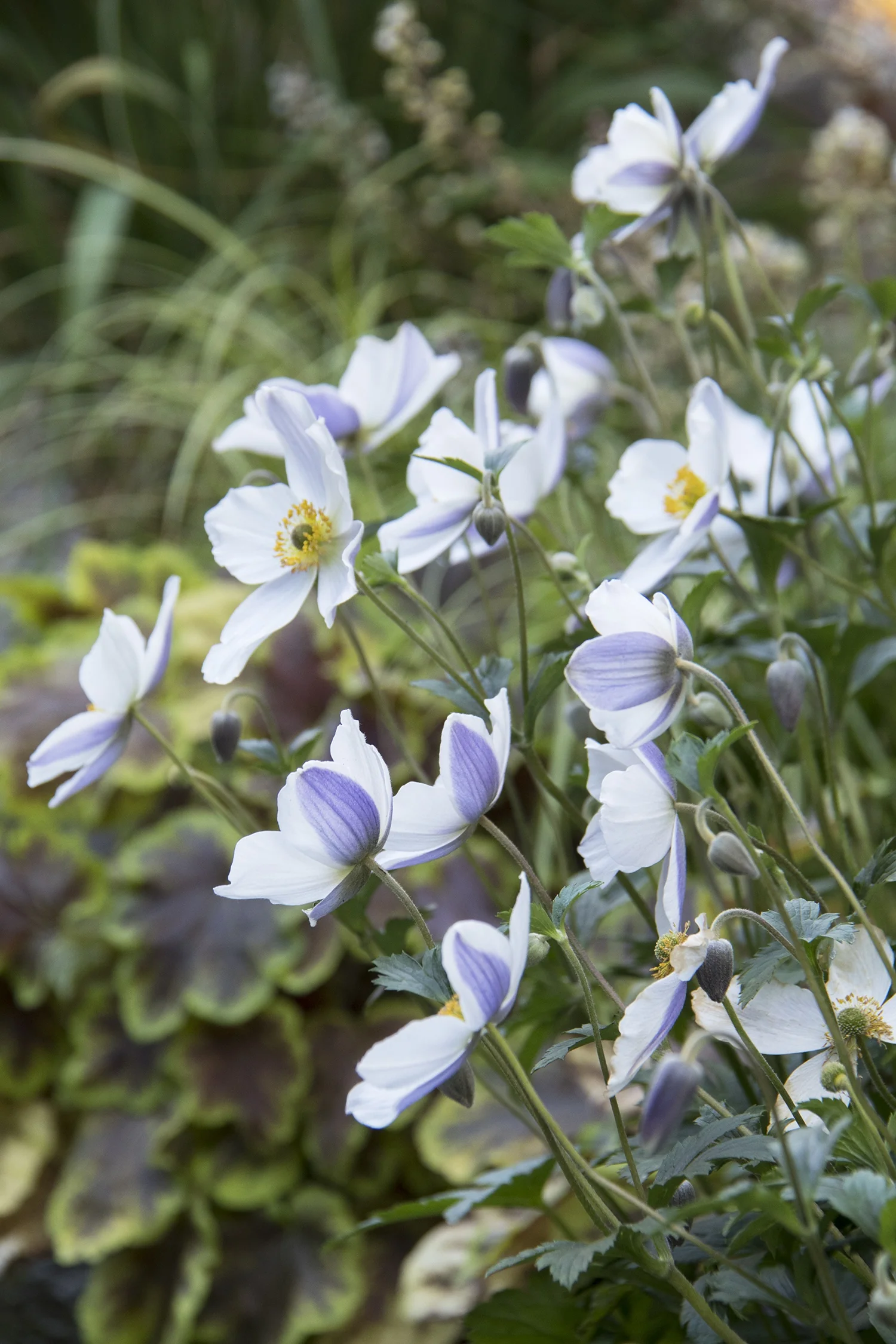 Wild Swan™ Hybrid Anemone