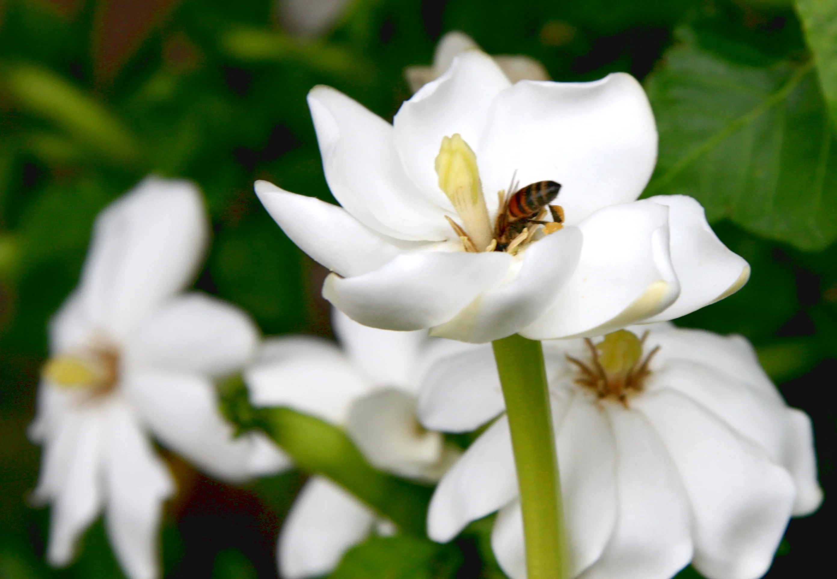 White Gardenia