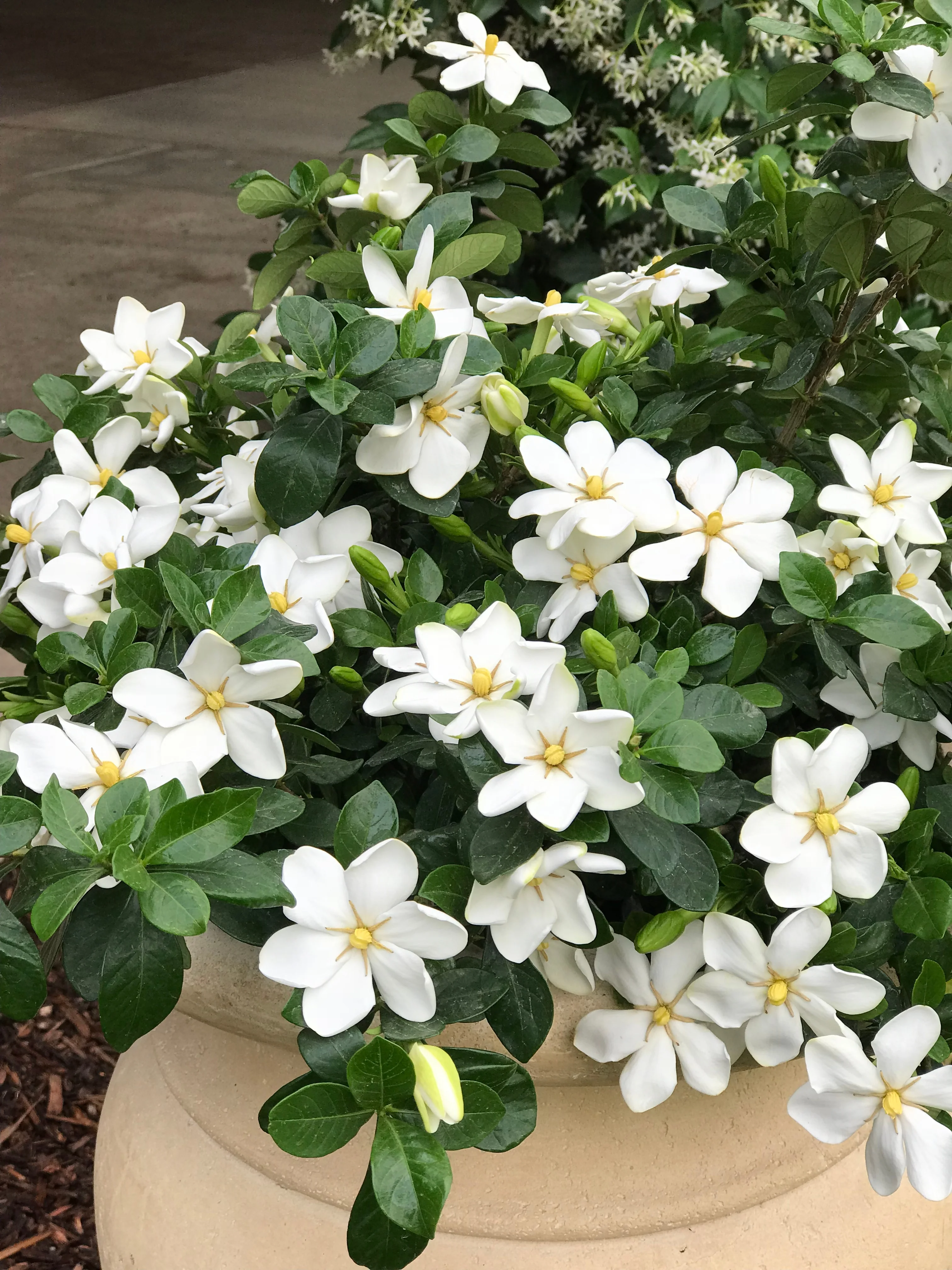 Kleim's Hardy Gardenia