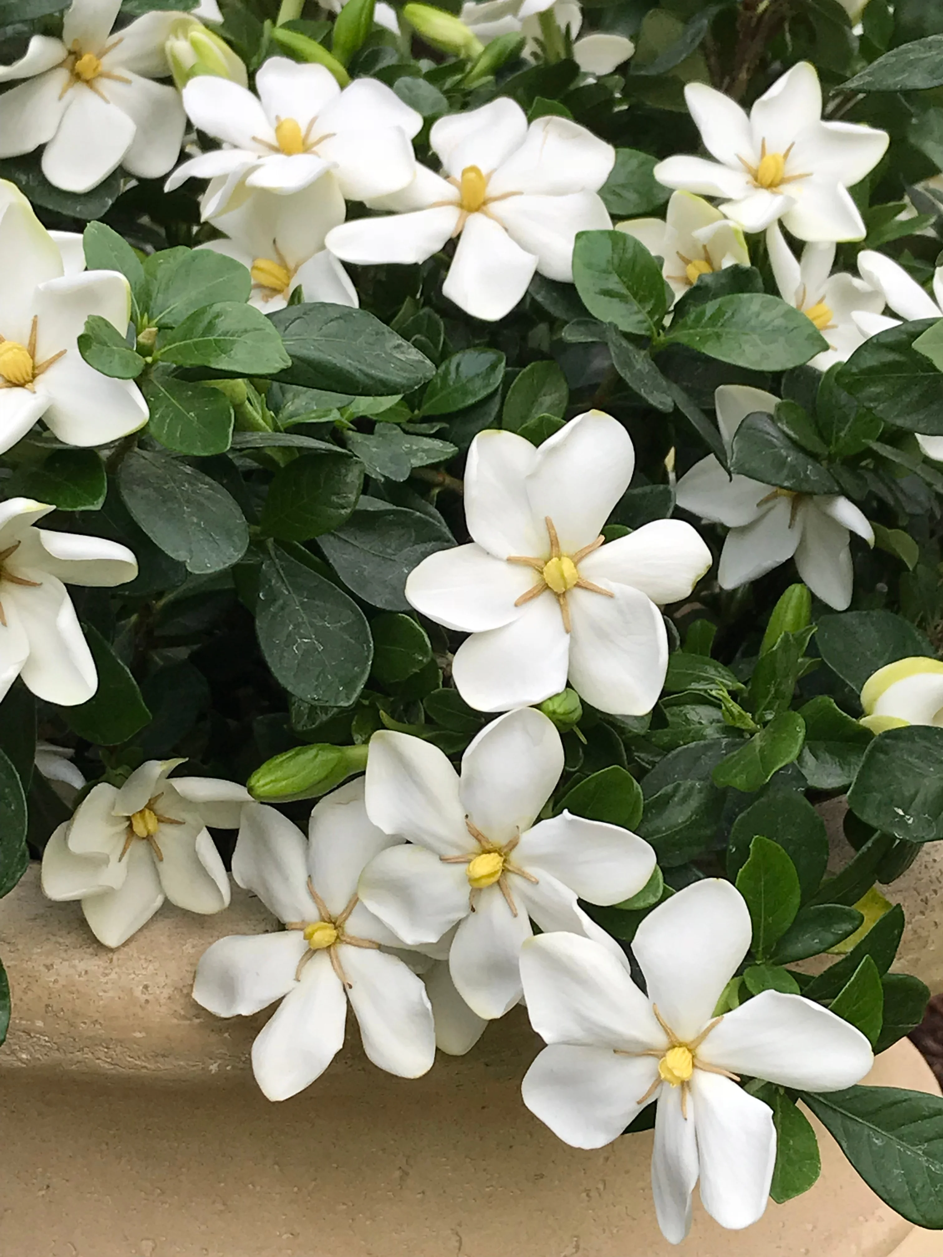 Kleim's Hardy Gardenia