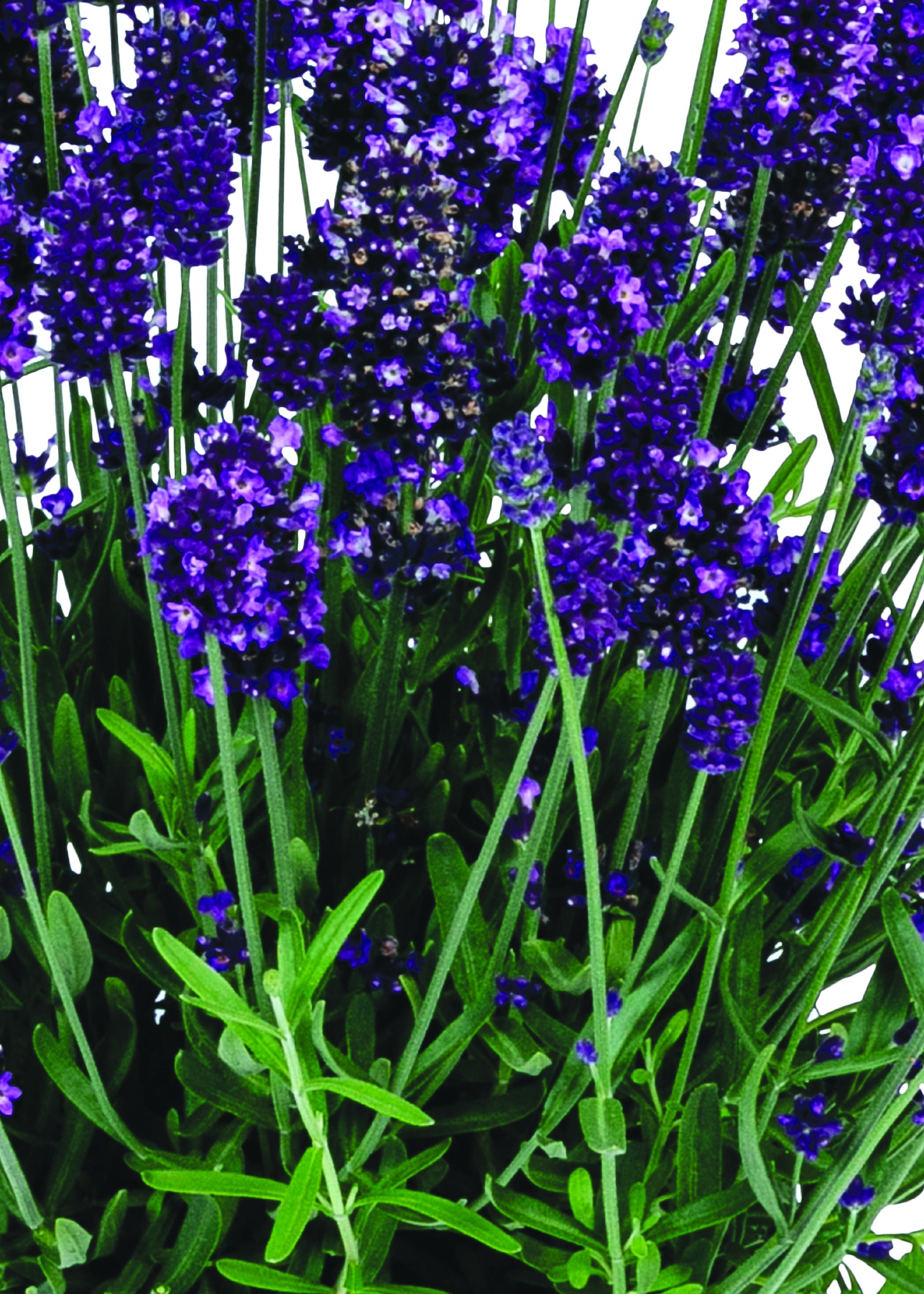 La Diva Eternal Grace English Lavender 1 La Diva Eternal Grace English Lavender