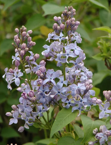 Wedgewood Blue Lilac 1 Wedgewood Blue Lilac