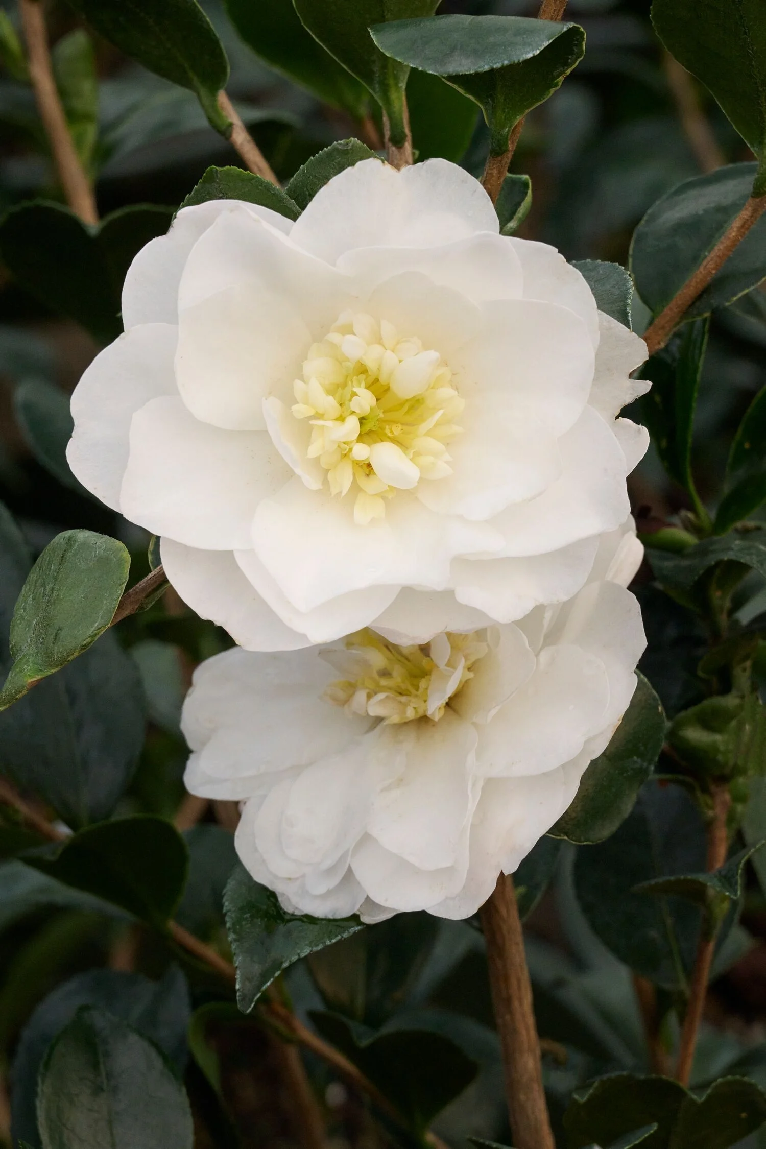 Autumn Rocket Camellia 2 Autumn Rocket Camellia