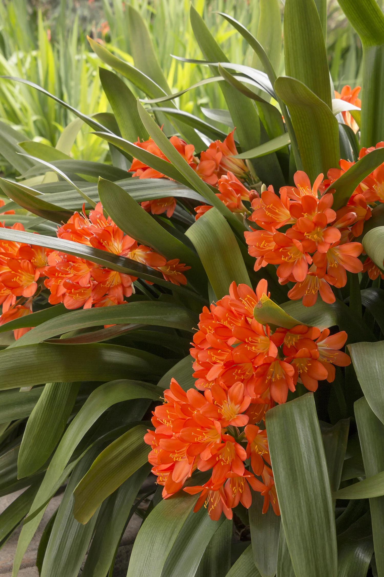 Belgian Hybrid Orange Clivia 5 Belgian Hybrid Orange Clivia