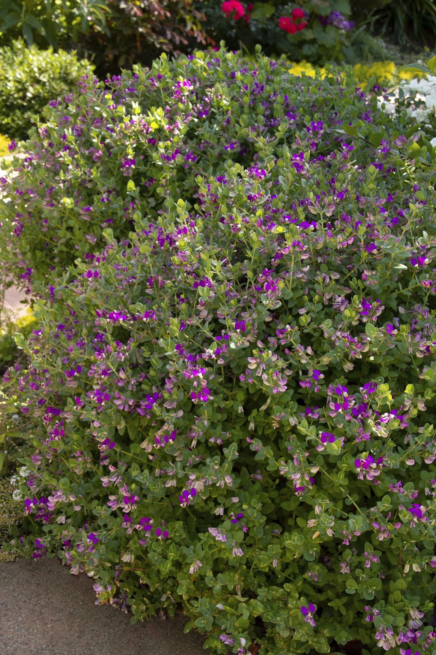 Petite Butterflies Sweet Pea Shrub 1 Petite Butterflies Sweet Pea Shrub