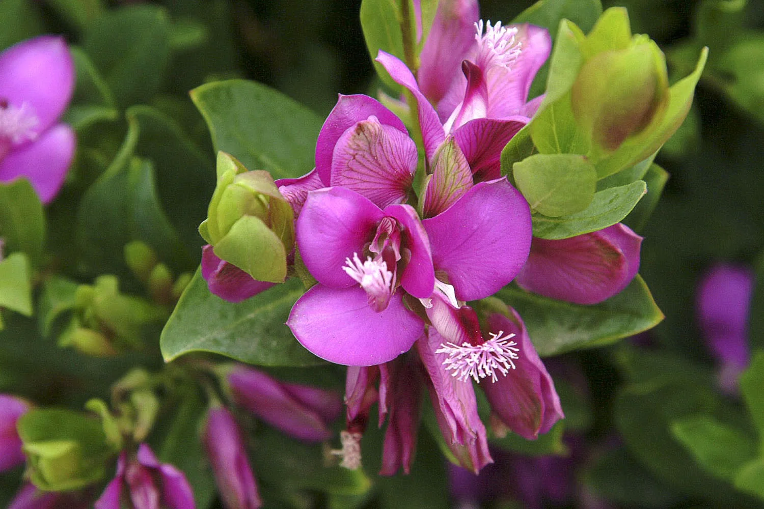 Petite Butterflies Sweet Pea Shrub 2 Petite Butterflies Sweet Pea Shrub