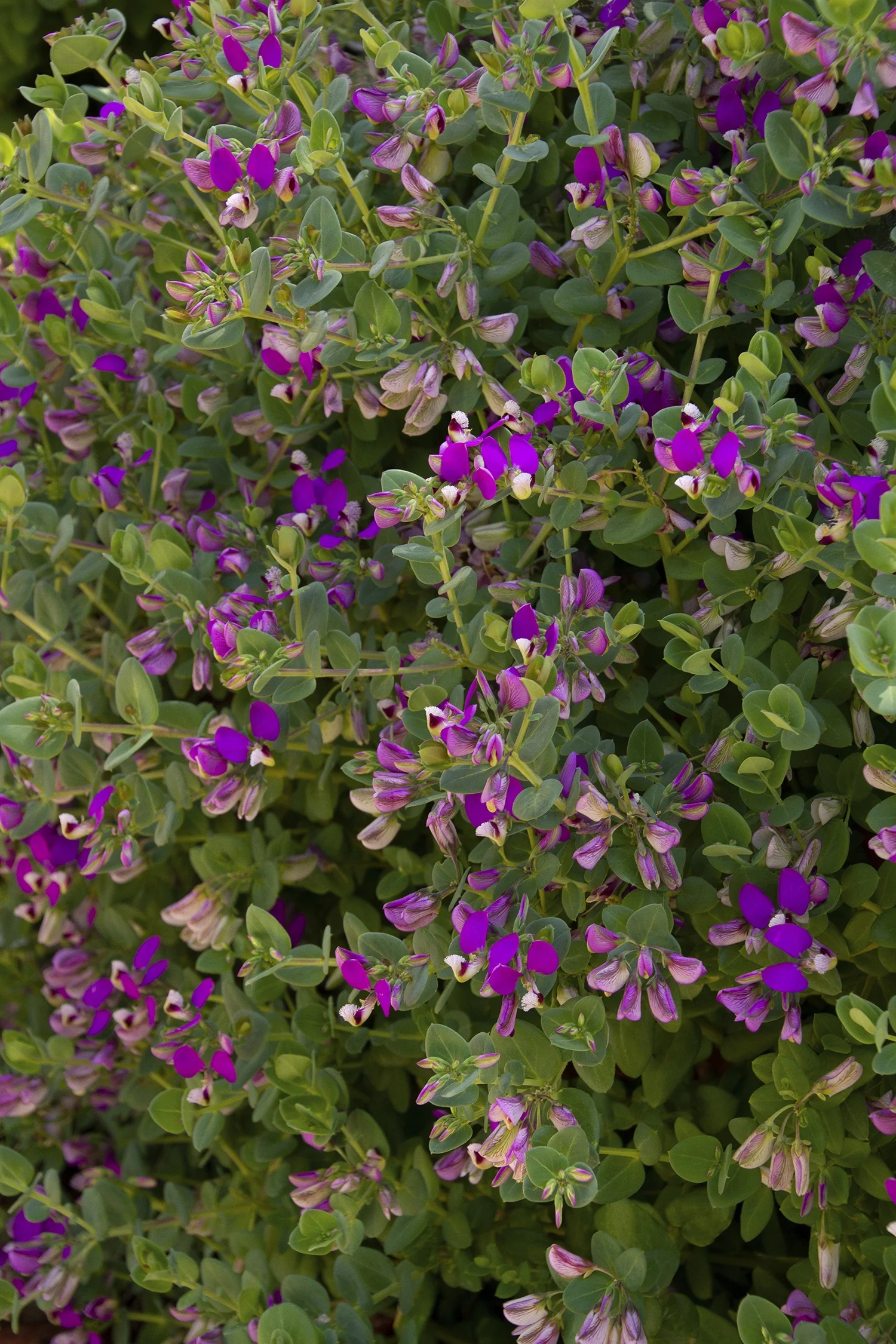 Petite Butterflies Sweet Pea Shrub 3 Petite Butterflies Sweet Pea Shrub