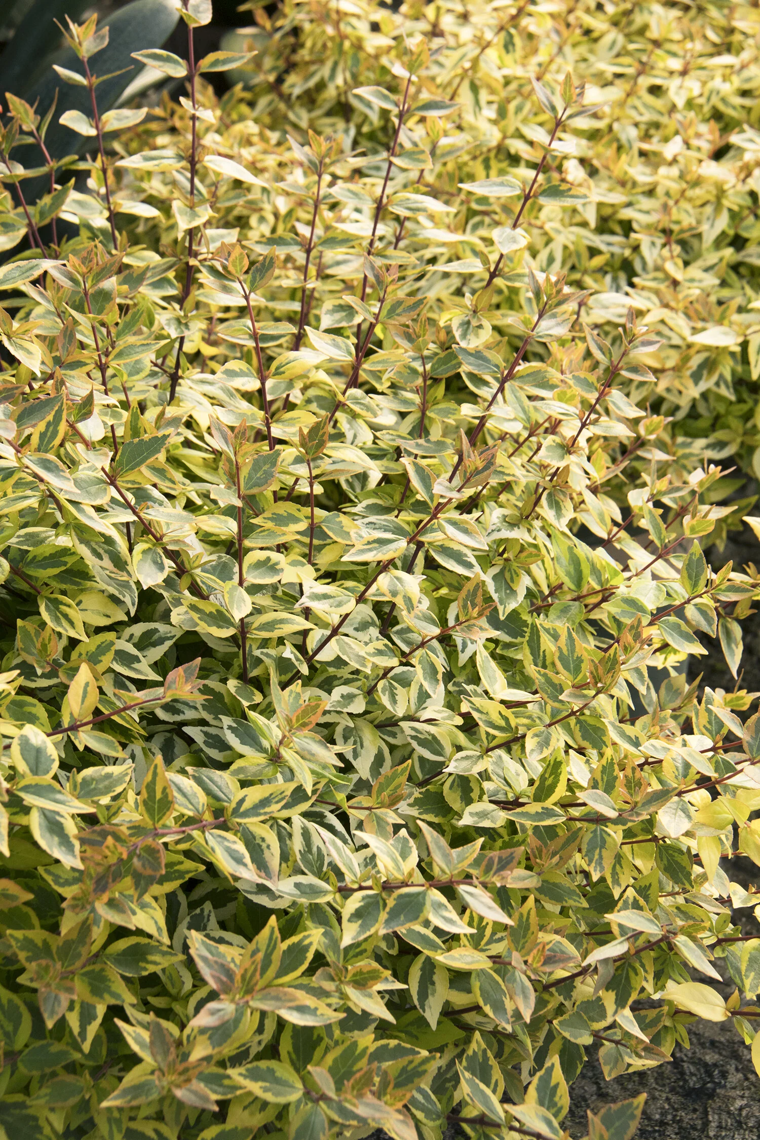 Kaleidoscope Abelia 6 Kaleidoscope Abelia