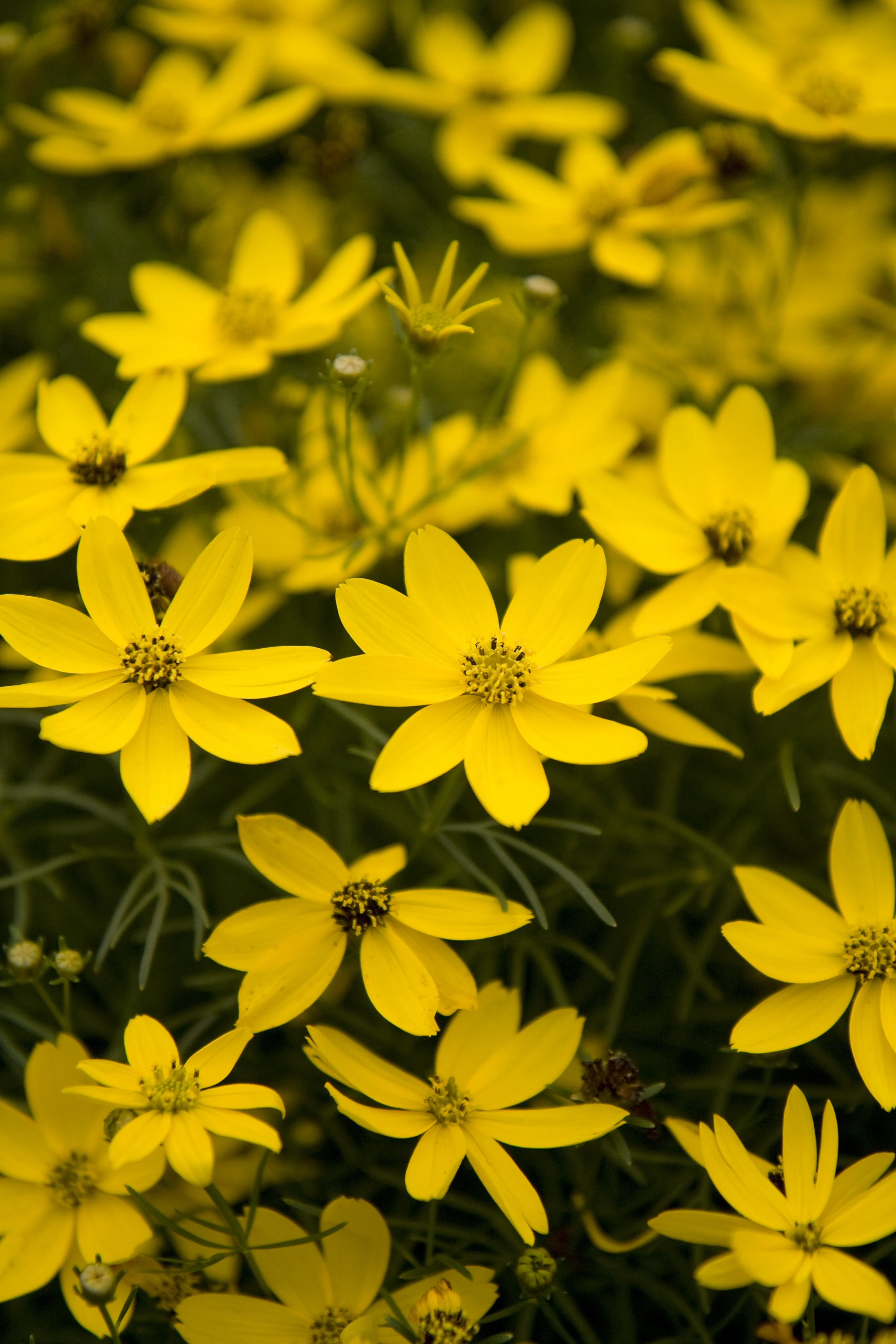 Zagreb Threadleaf Coreopsis 1 Zagreb Threadleaf Coreopsis