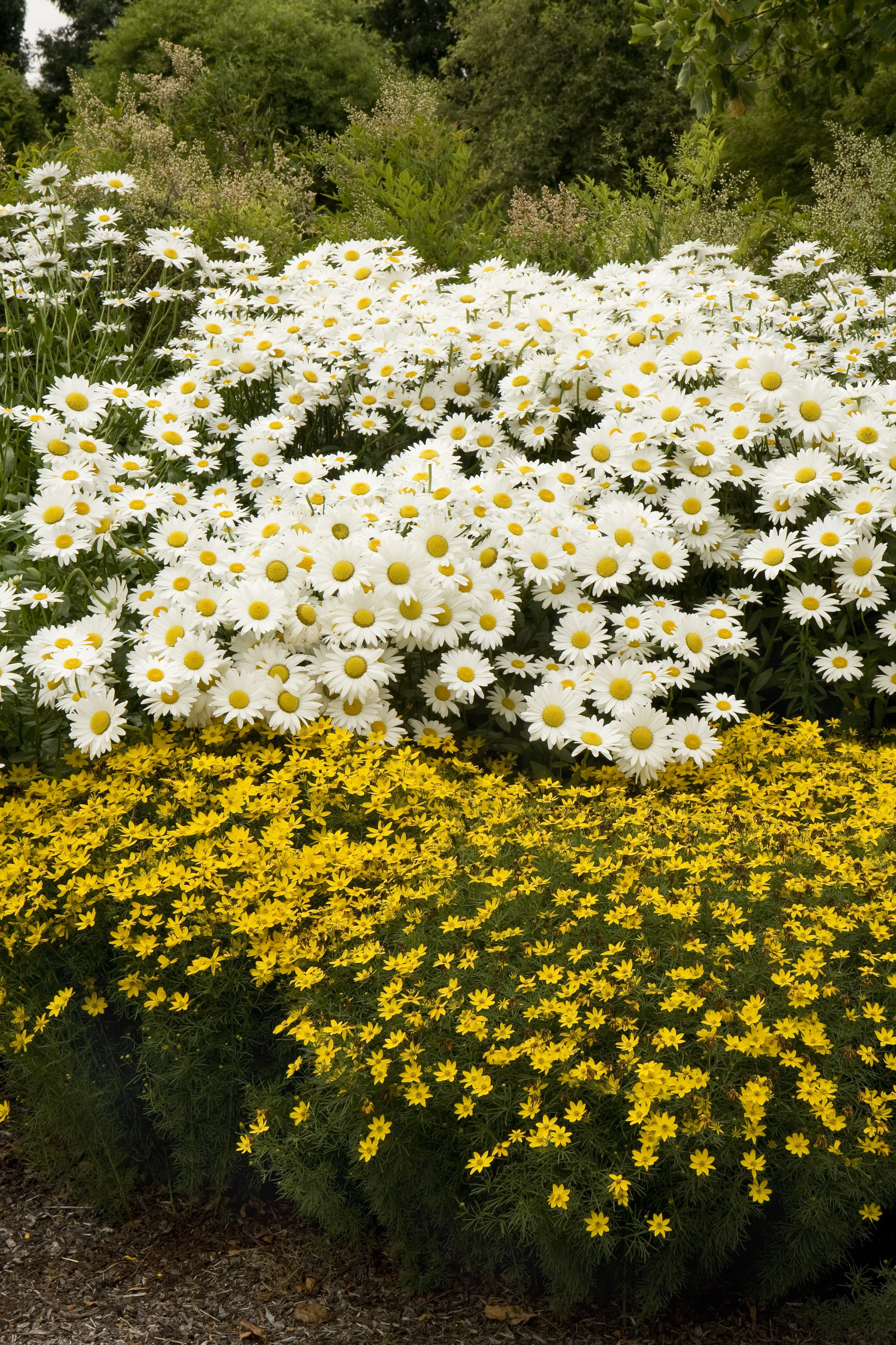 Zagreb Threadleaf Coreopsis 2 Zagreb Threadleaf Coreopsis