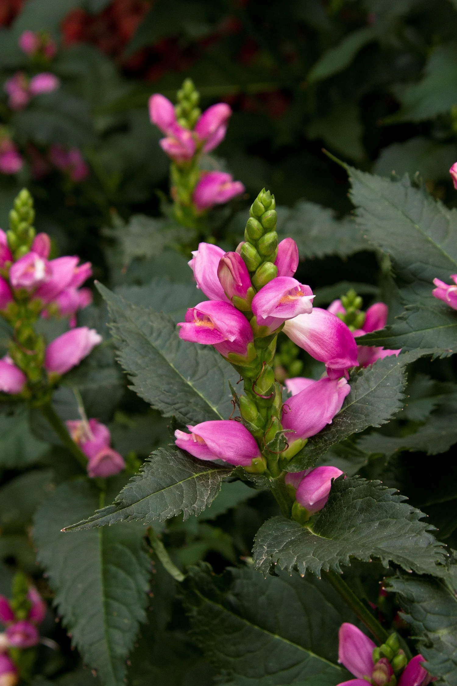 Hot Lips Turtlehead 1 Hot Lips Turtlehead