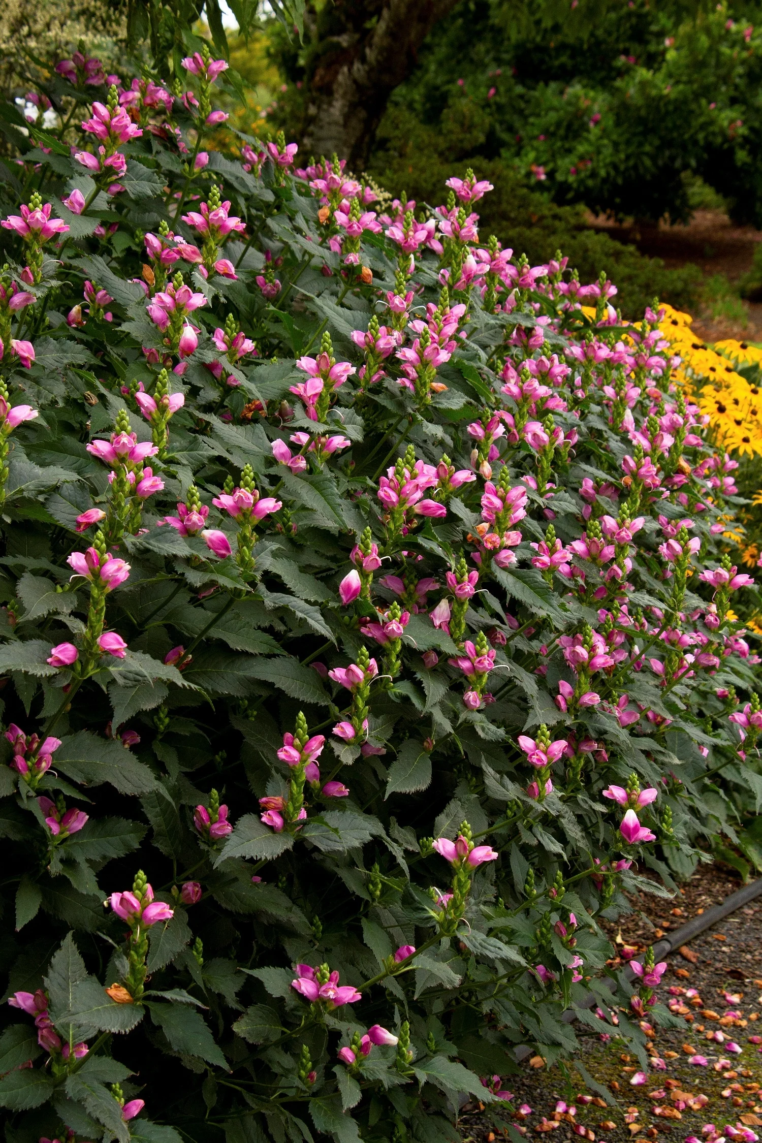 Hot Lips Turtlehead 2 Hot Lips Turtlehead