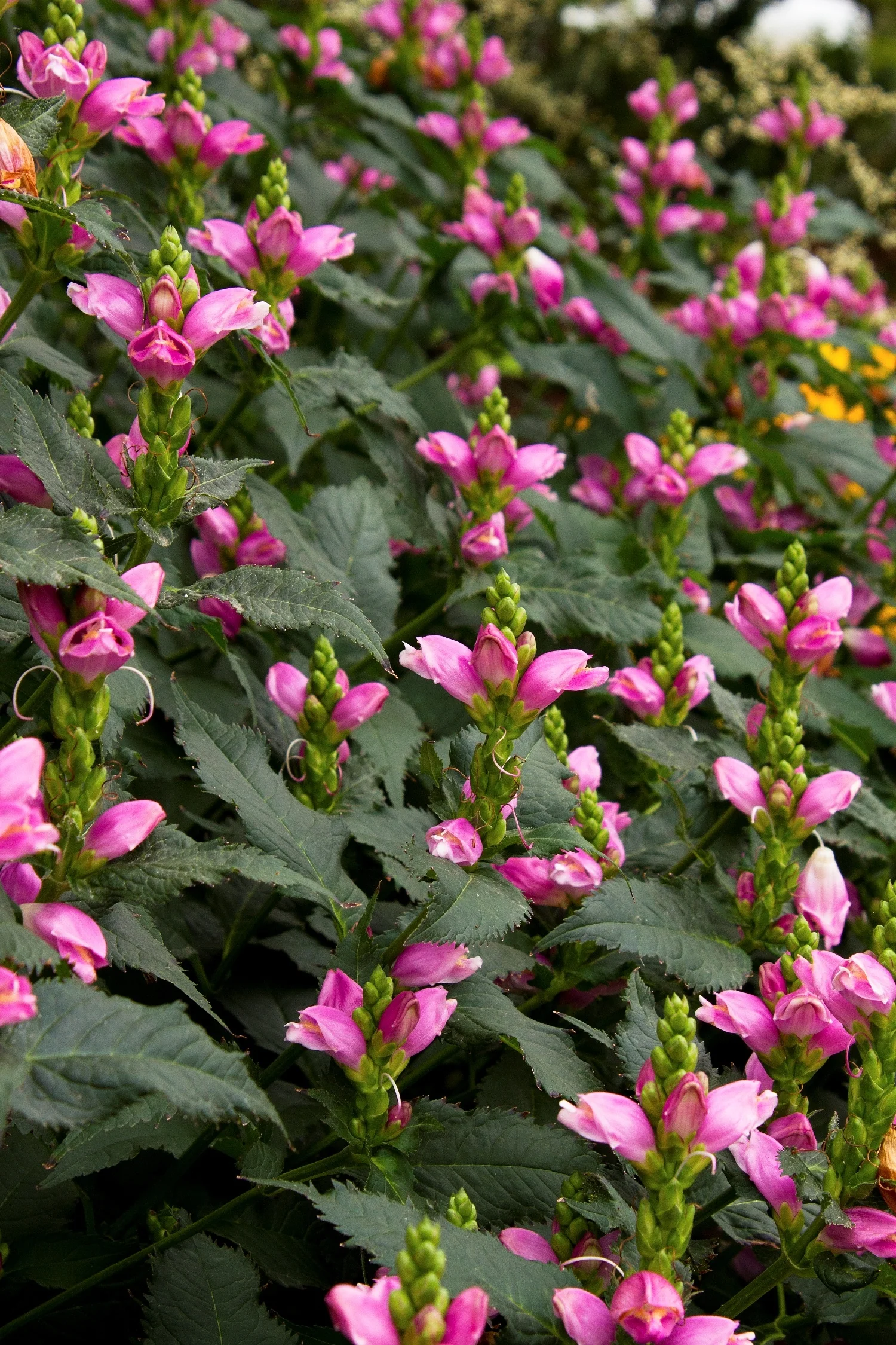 Hot Lips Turtlehead 4 Hot Lips Turtlehead