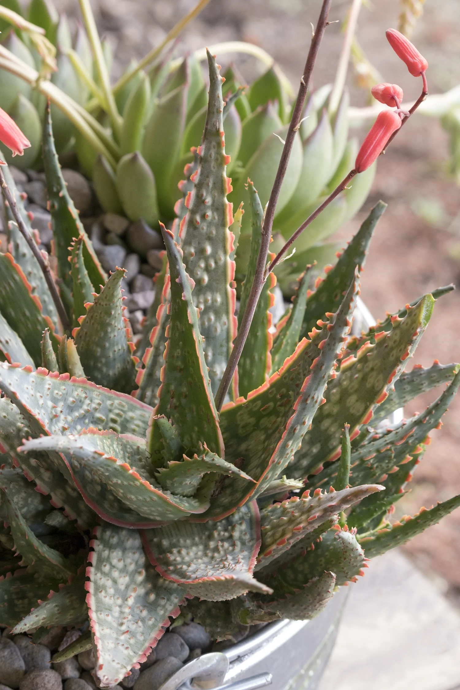 Retro Succulents® Carmine Aloe 3 Retro Succulents® Carmine Aloe