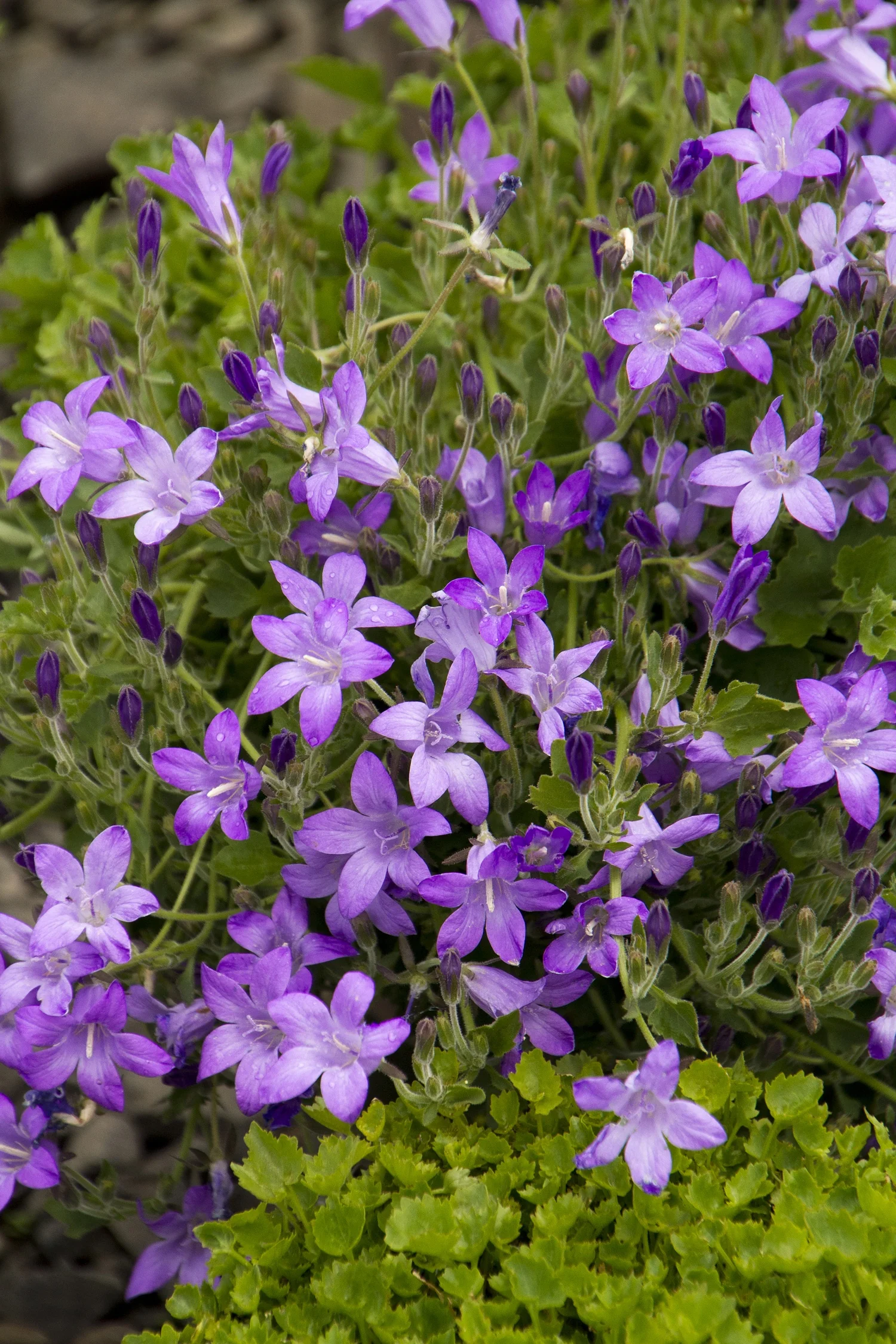 Dalmatian Bellflower 1 Dalmatian Bellflower