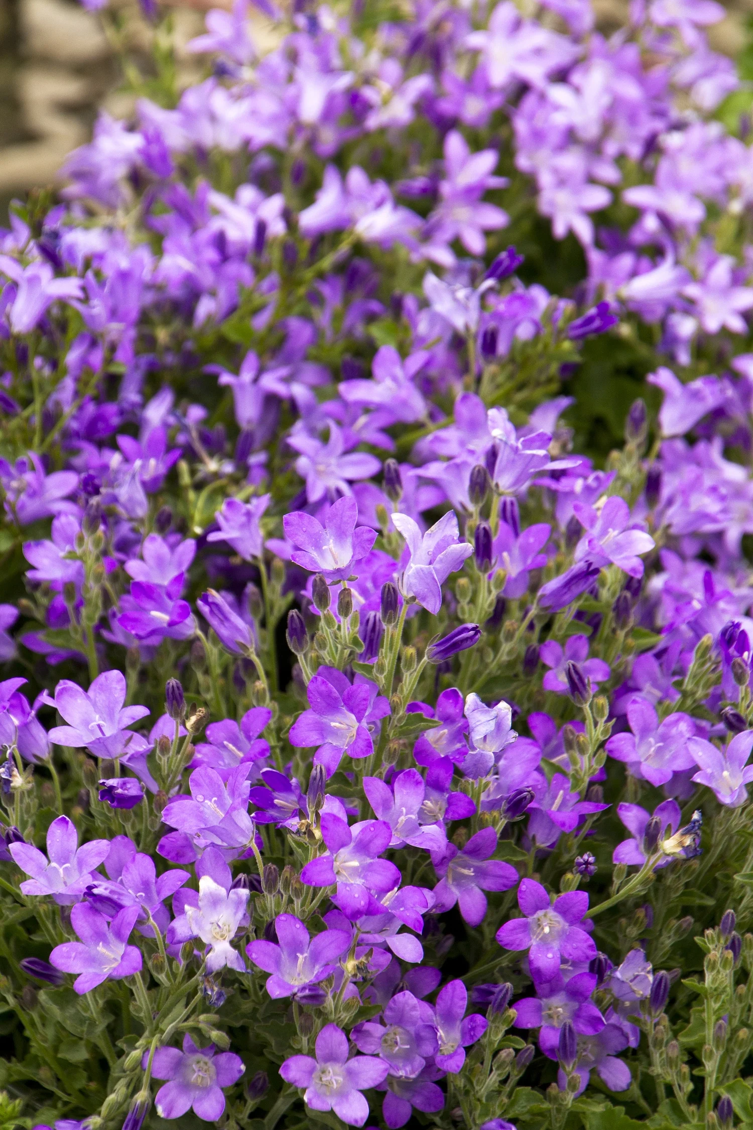 Dalmatian Bellflower 2 Dalmatian Bellflower