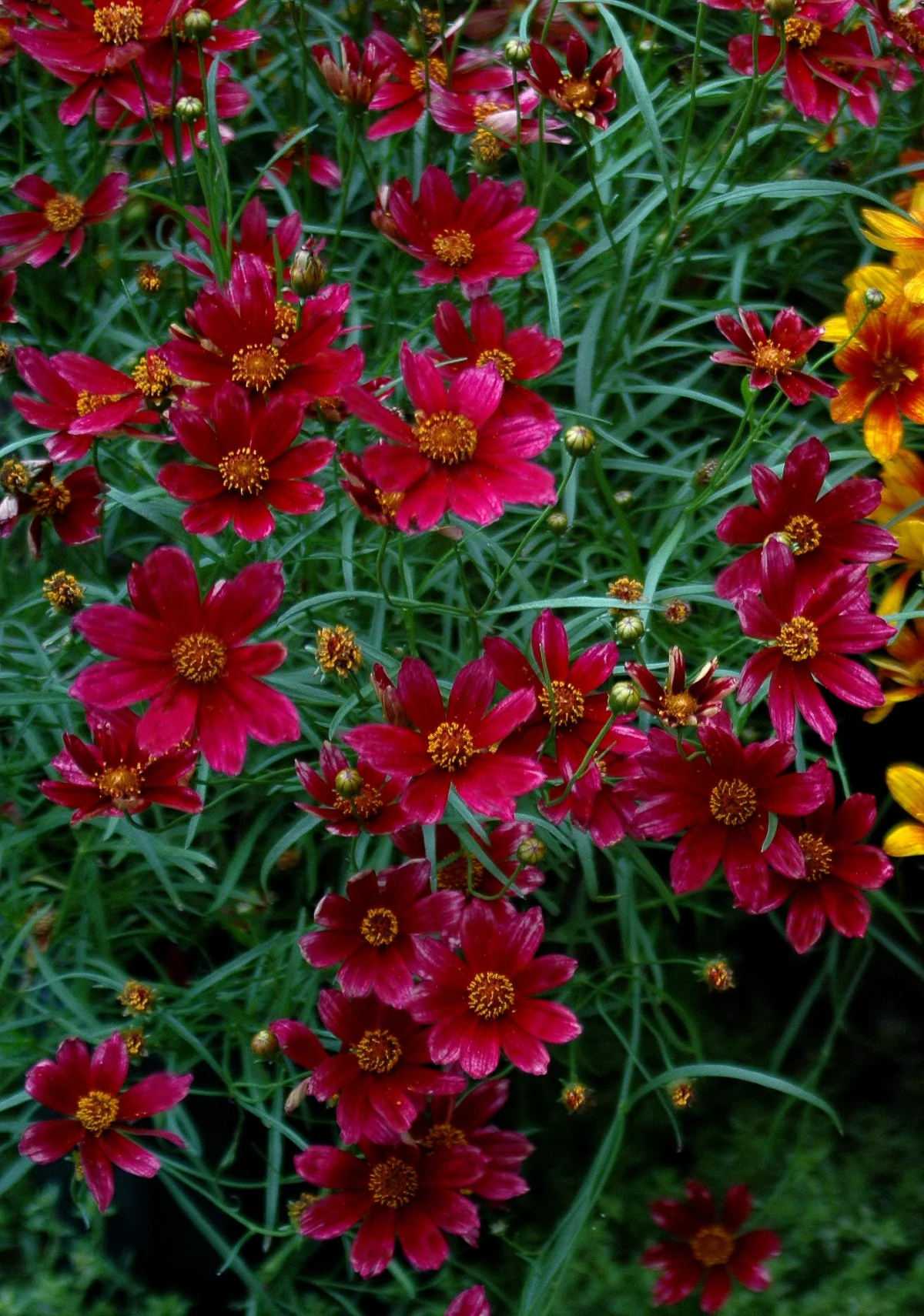 Cruizin' Main Street Coreopsis