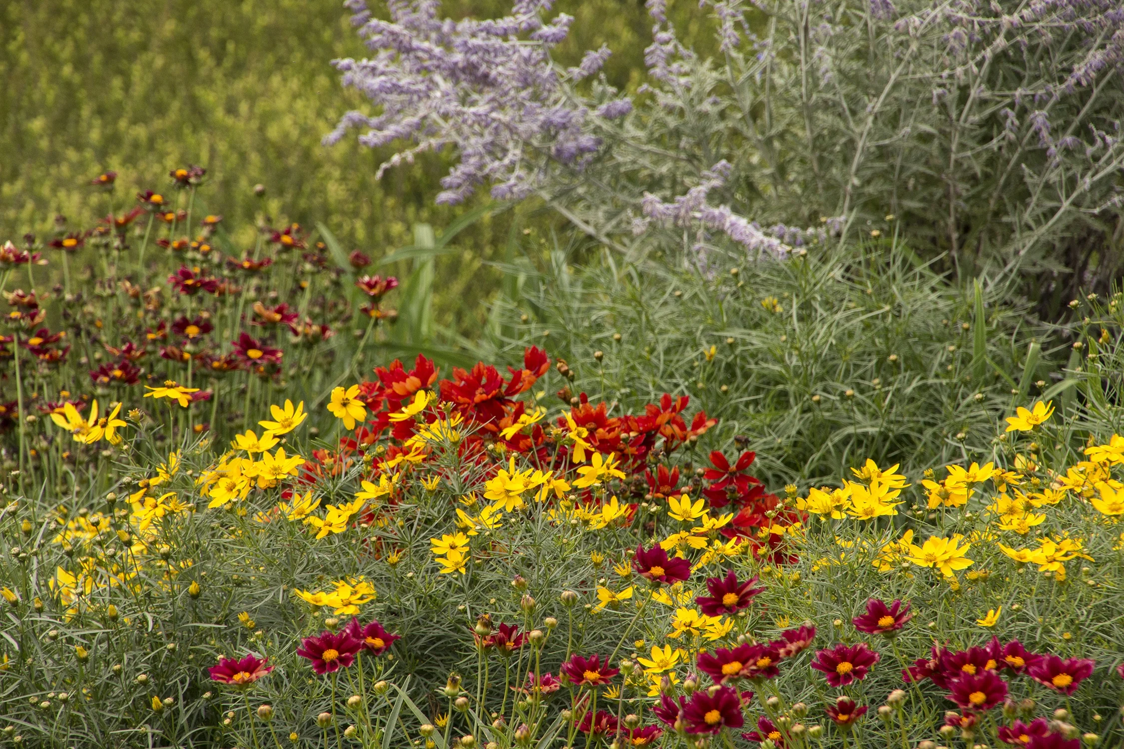 Cruizin' Main Street Coreopsis