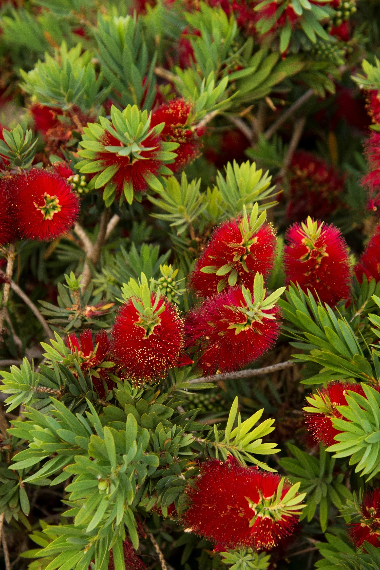 Little John Dwarf Bottlebrush 5 Little John Dwarf Bottlebrush