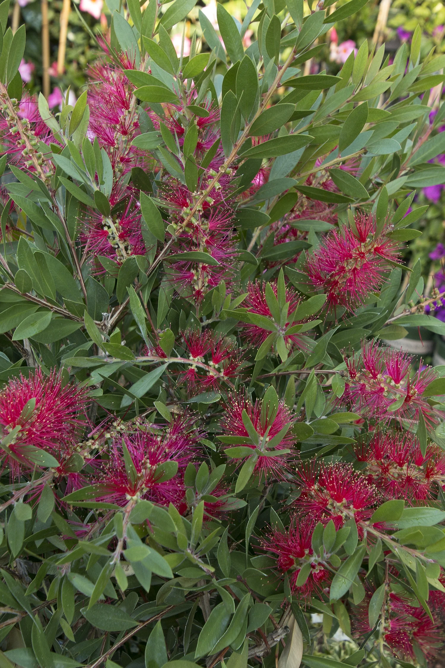 Scarlet Bottlebrush 1 Scarlet Bottlebrush