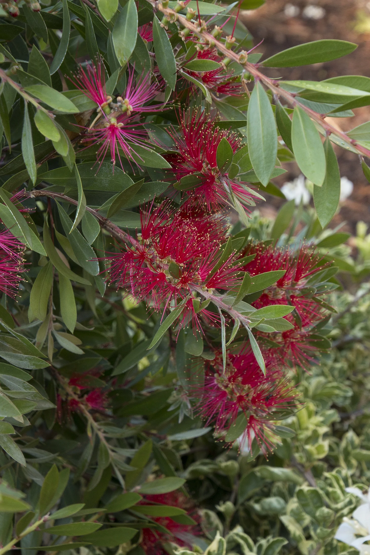Scarlet Bottlebrush 2 Scarlet Bottlebrush