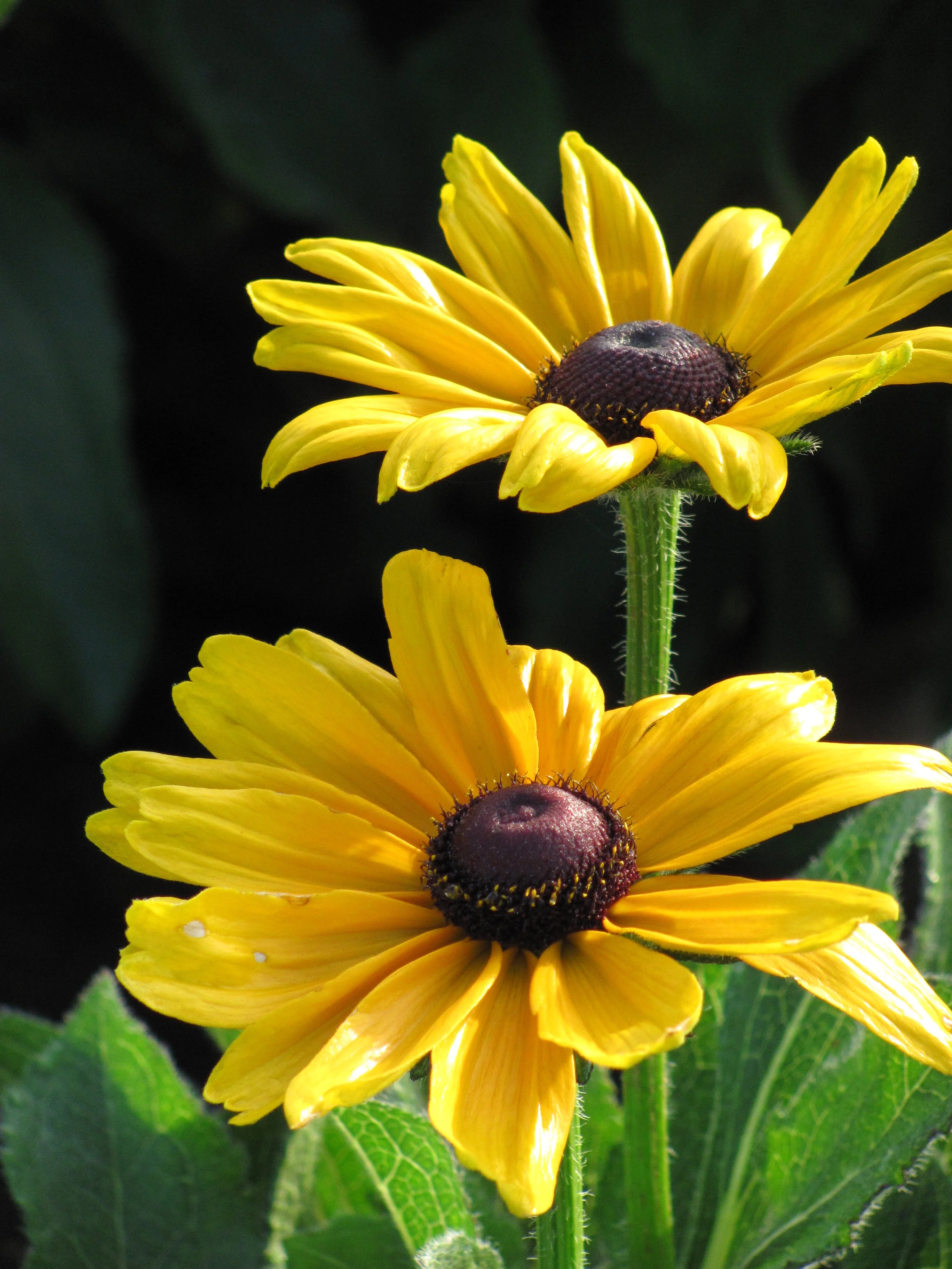 Indian Summer Black-Eyed Susan