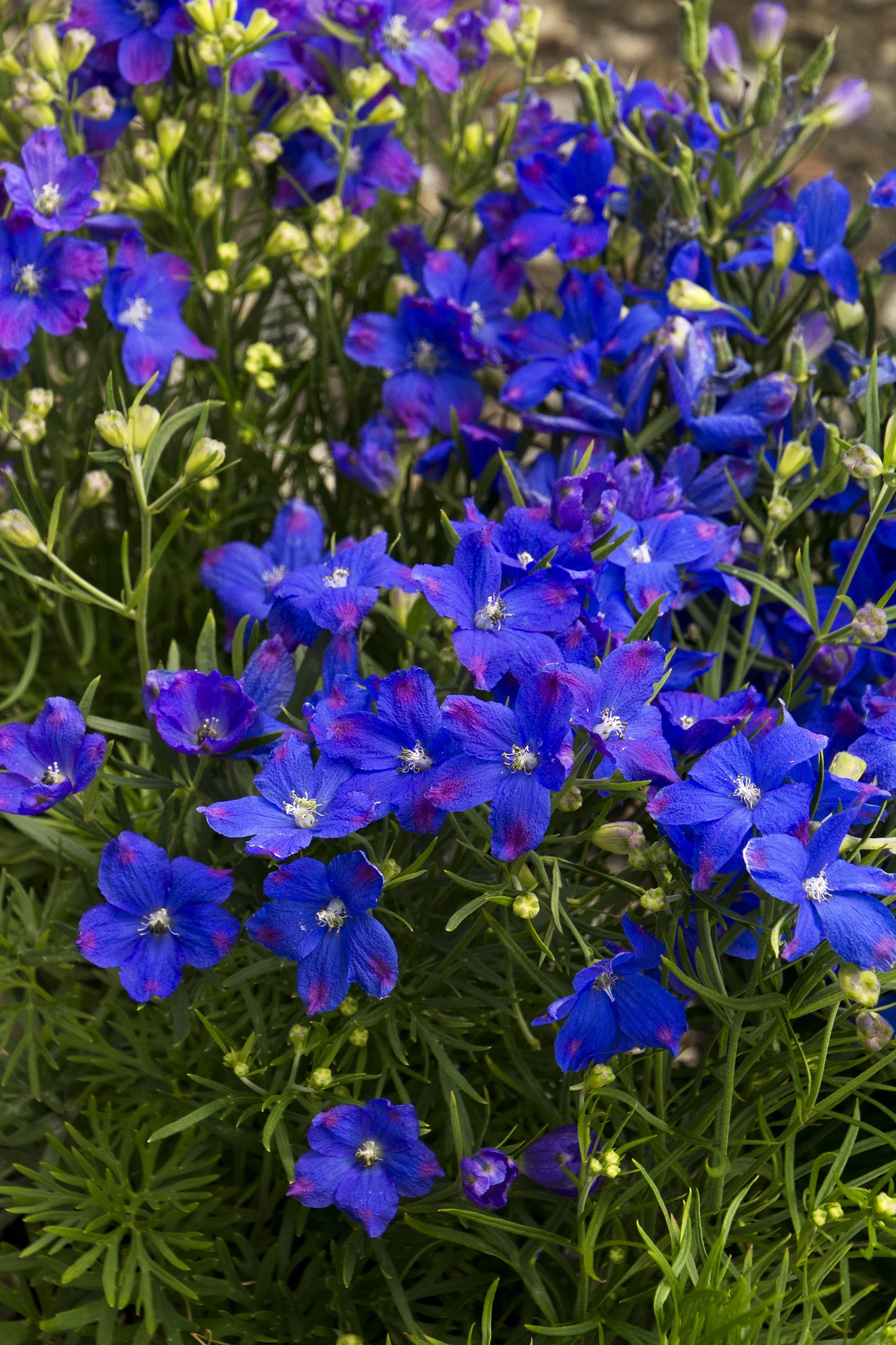 Blue Mirror Delphinium 6 Blue Mirror Delphinium
