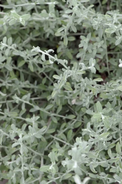 FanciFillers™ Silverstar Helichrysum