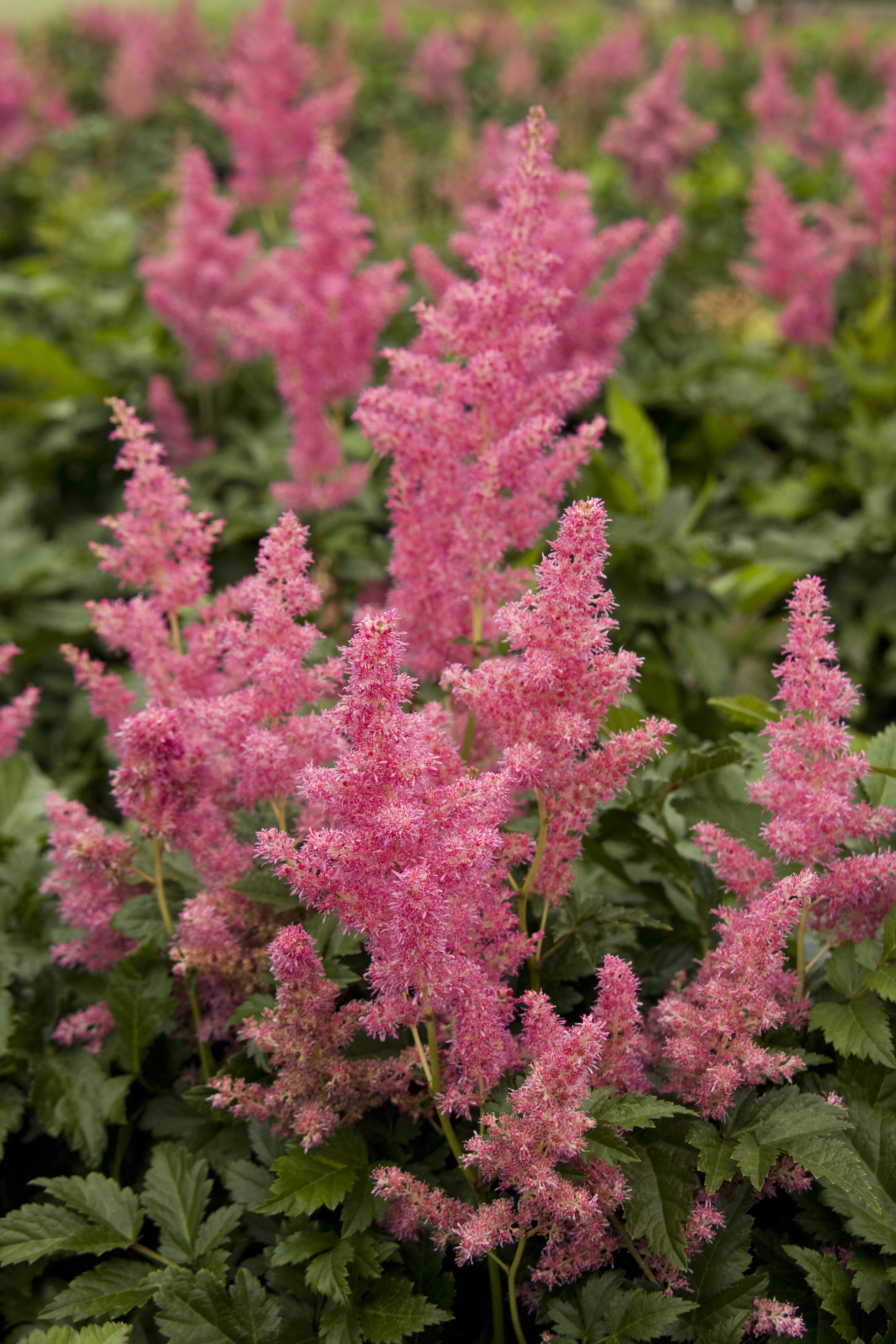 Rheinland Astilbe 8 Rheinland Astilbe