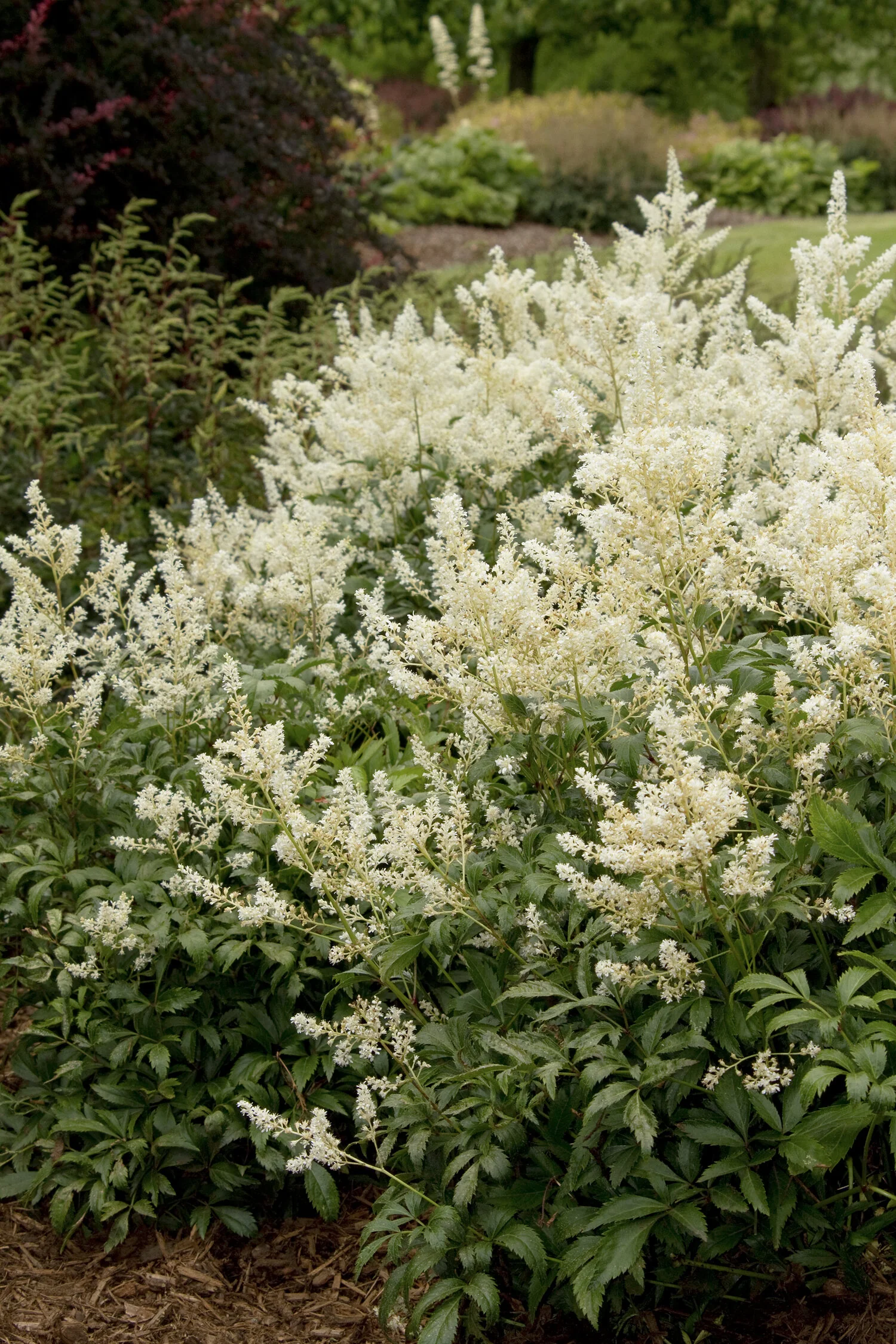 Deutschland Astilbe