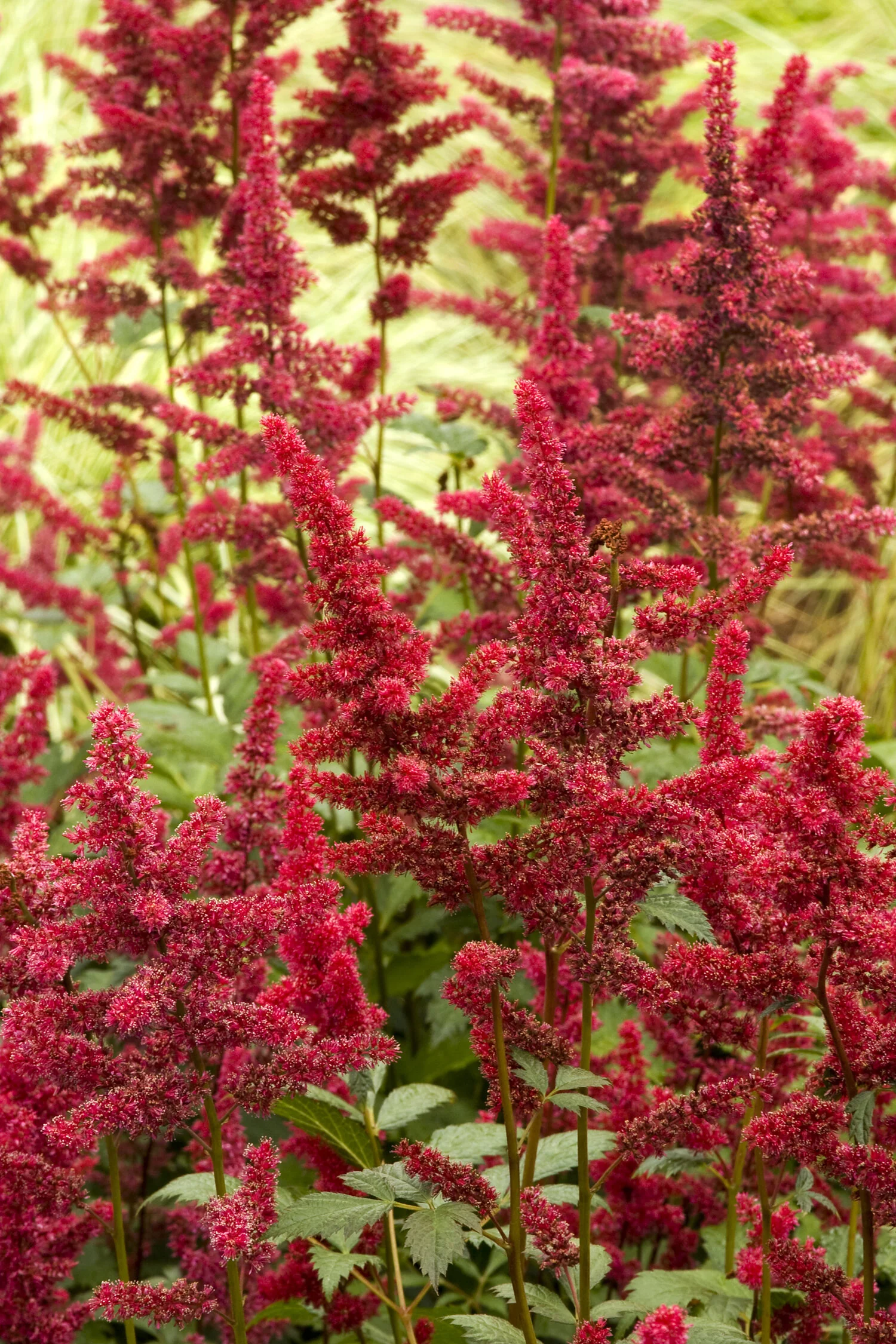 Fanal Astilbe 2 Fanal Astilbe