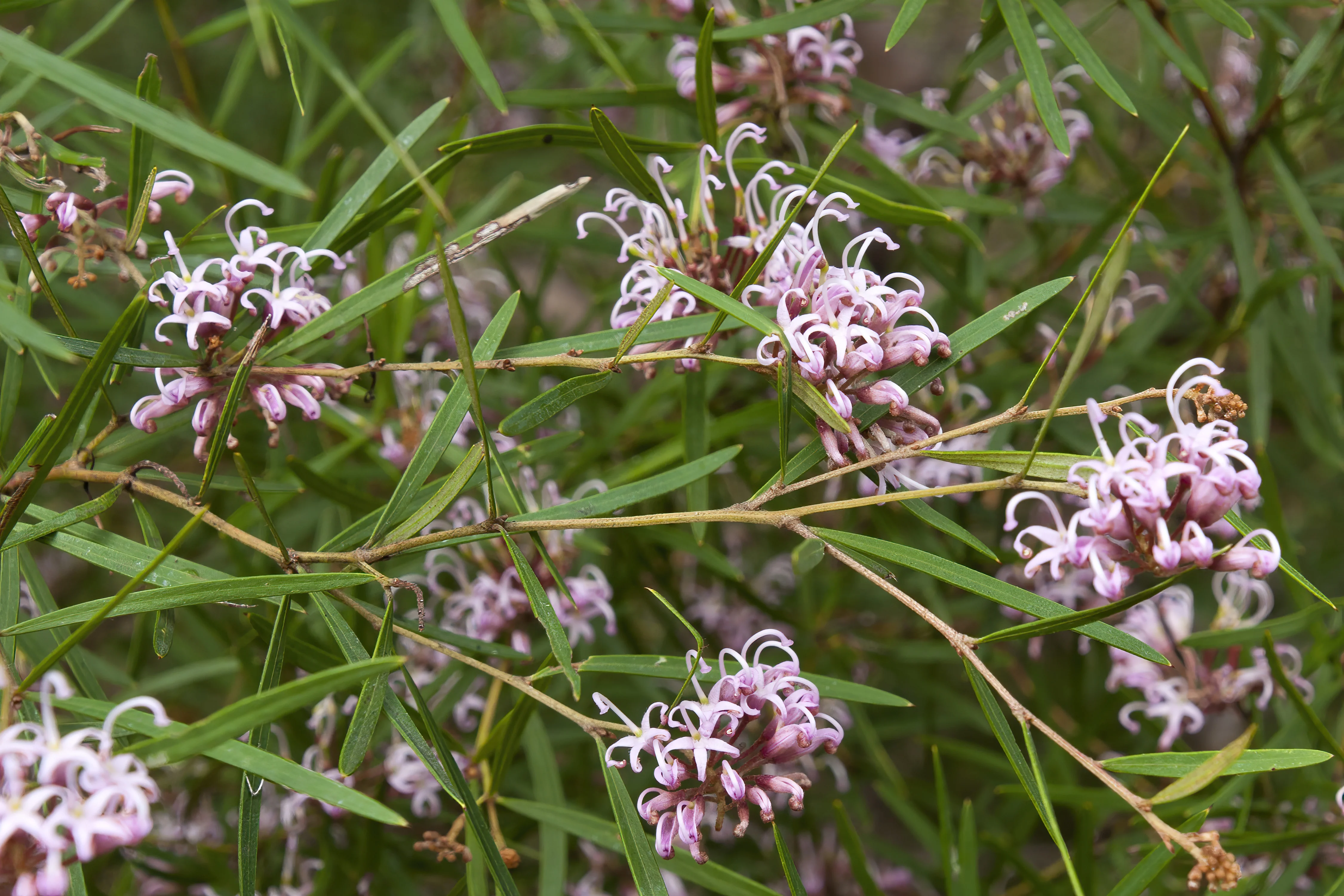 Pink Mini Grevillea