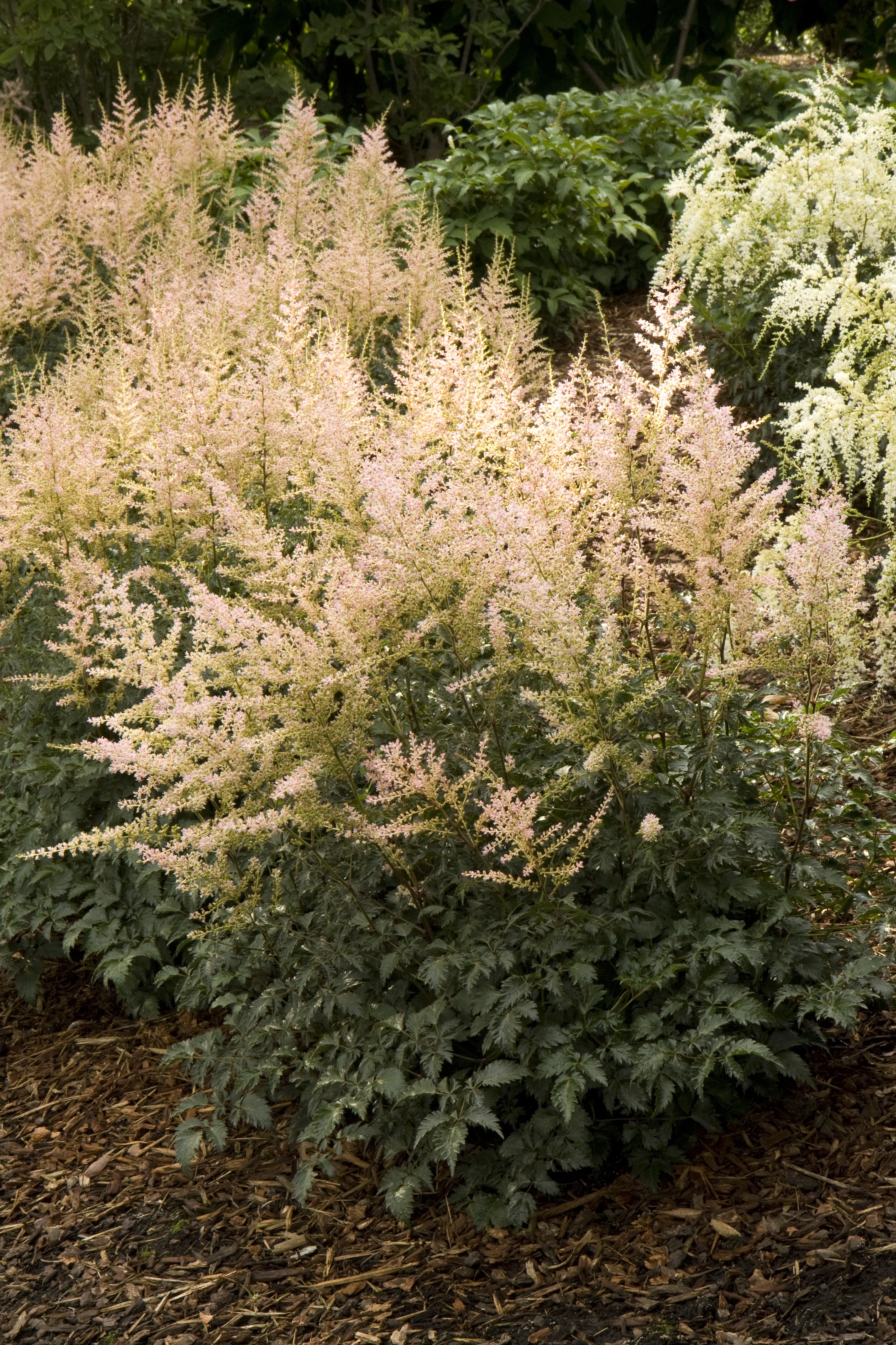 Hennie Graafland Star Astilbe