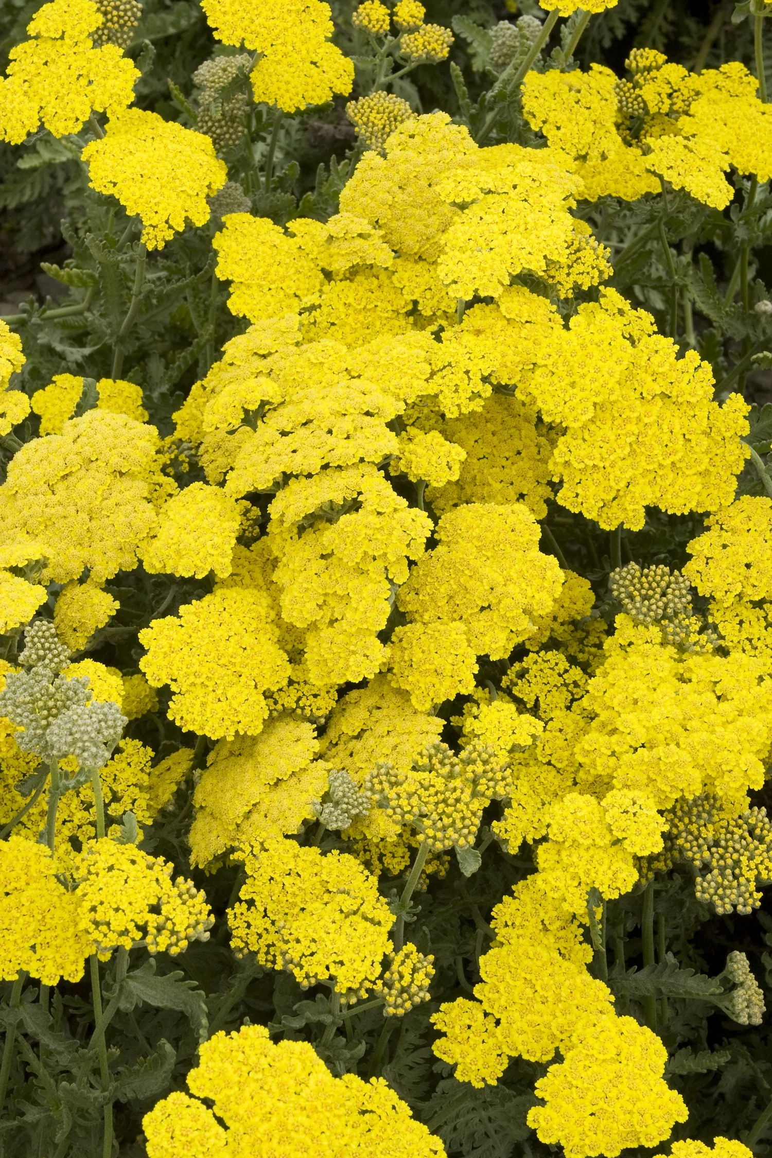 Moonshine Yarrow 3 Moonshine Yarrow