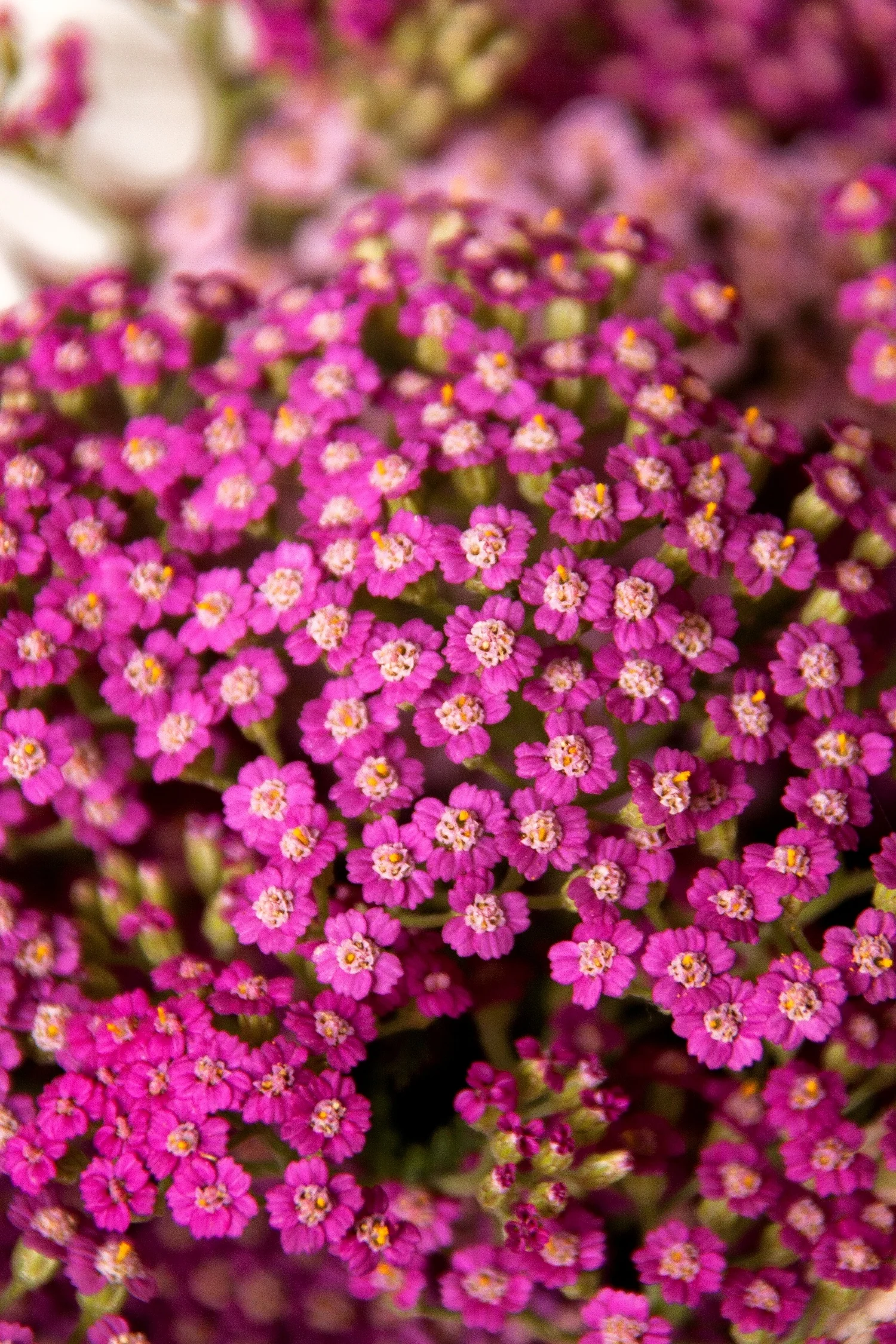 Oertel's Rose Yarrow 1 Oertel's Rose Yarrow