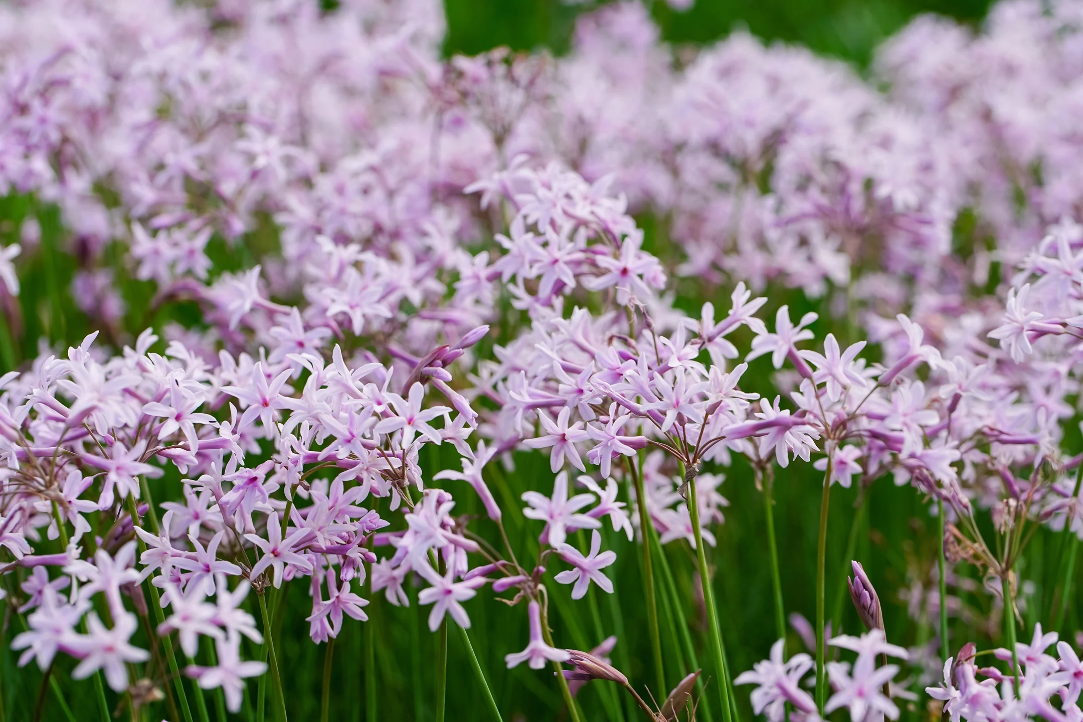 Starburst® Society Garlic 1 Starburst® Society Garlic